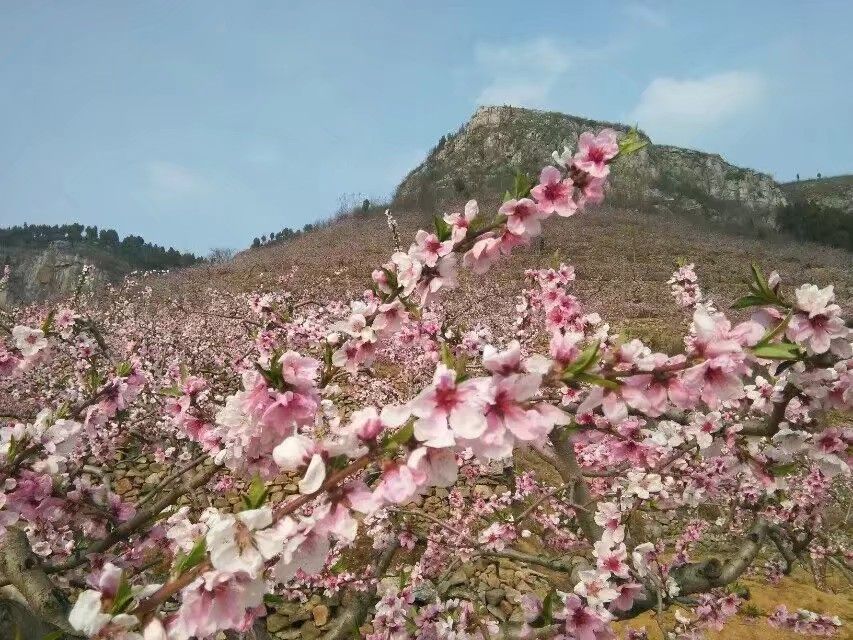 蒙阴旧寨杏山园旅行图片 2