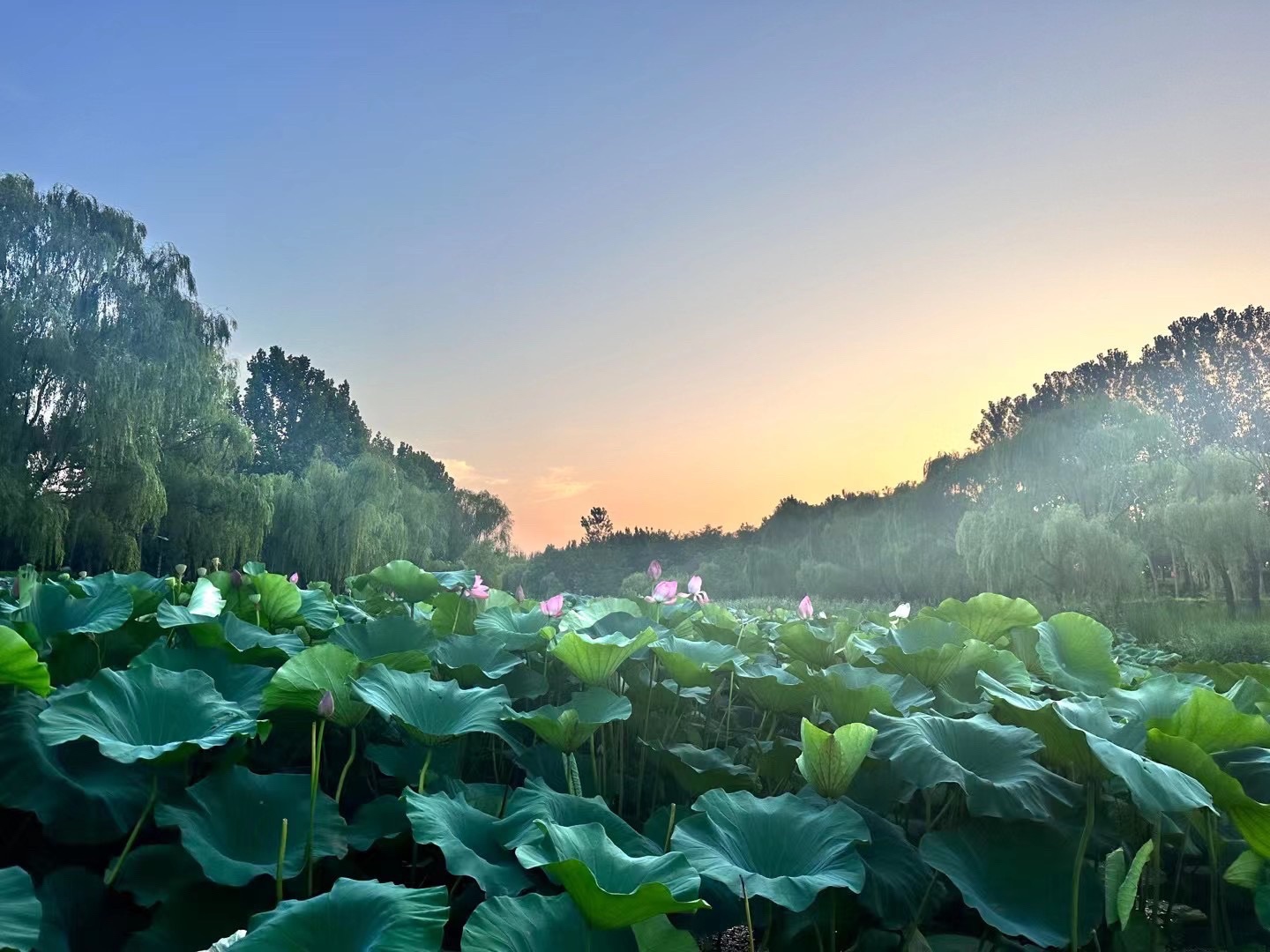 潍城区大圩河景区旅行图片 2