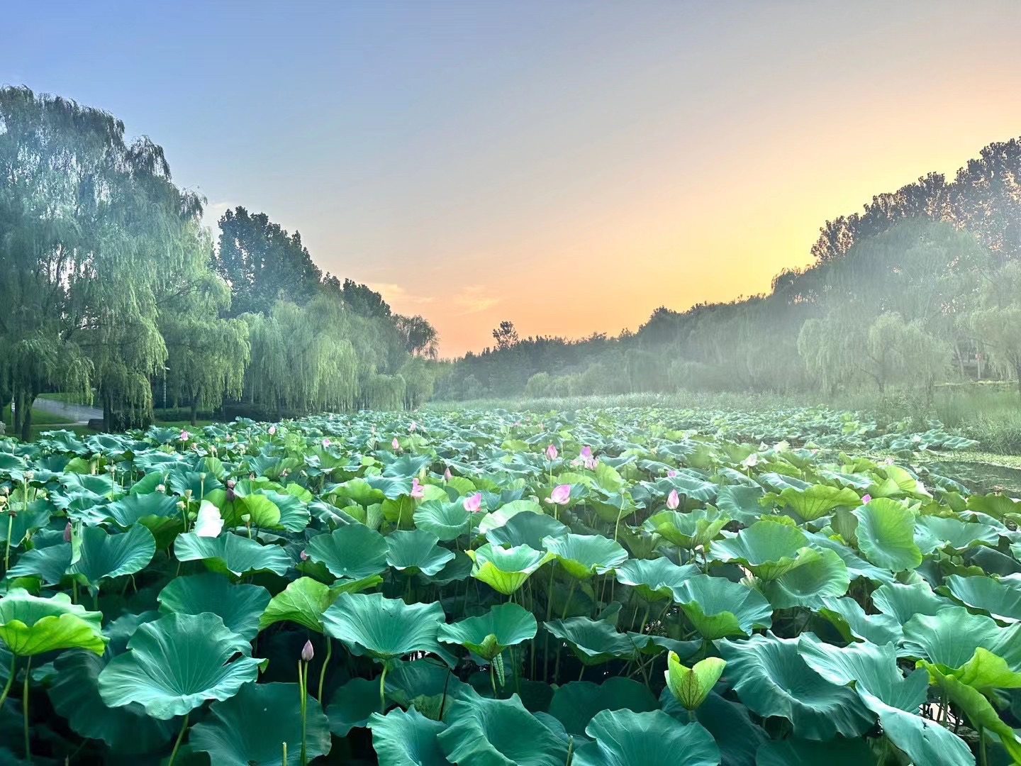 潍城区大圩河景区旅行图片 1