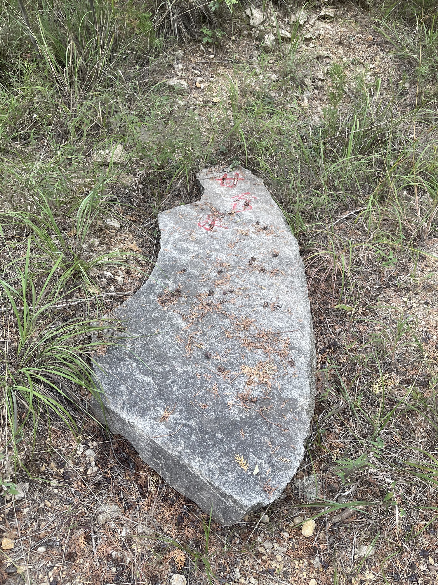 泗水县青龙山森林公园旅行图片 1