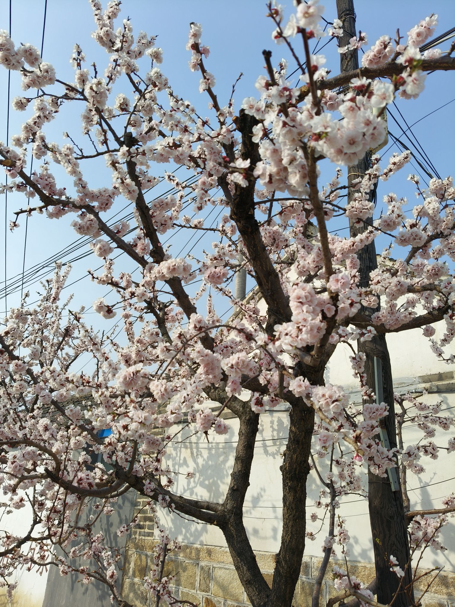 十里杏花谷旅行图片 3
