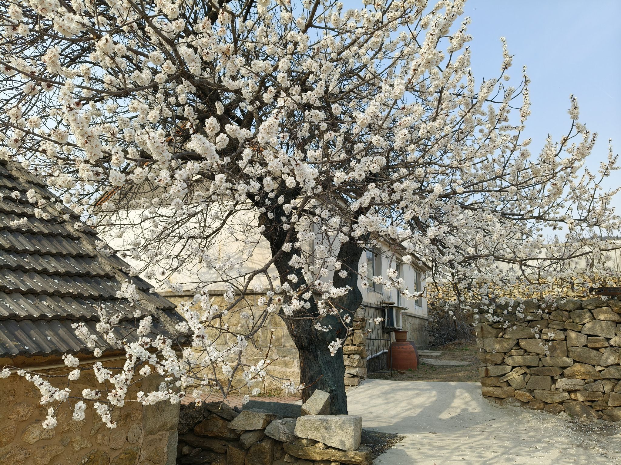 十里杏花谷旅行图片 2