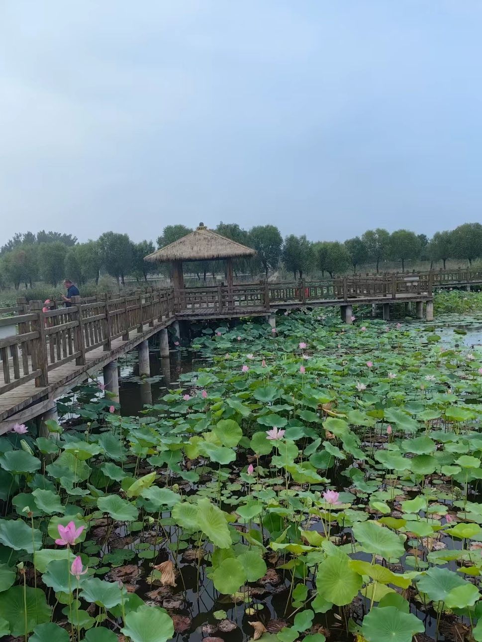 位山黄河公园旅行图片 3