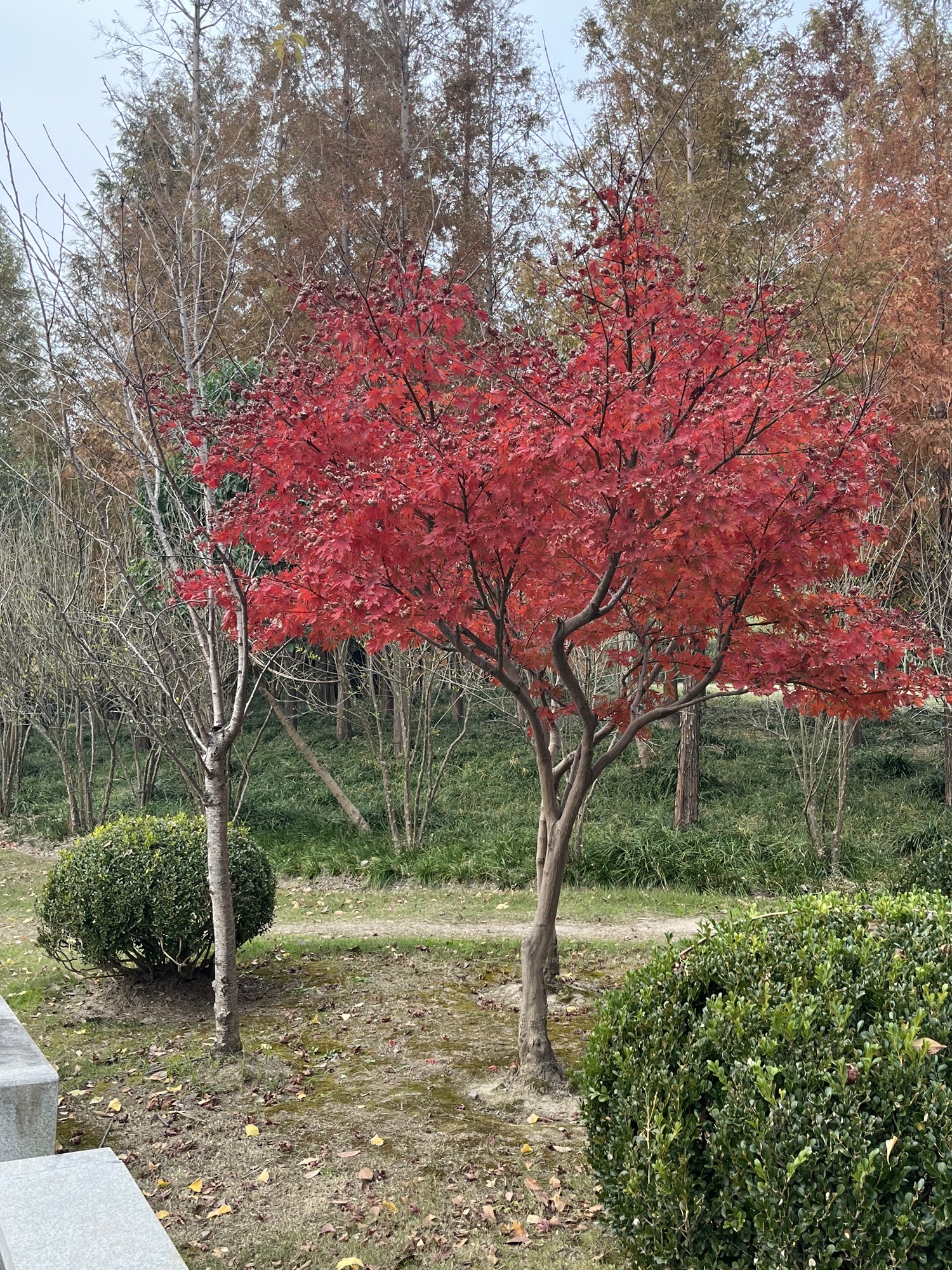 大治河公园旅行图片 2