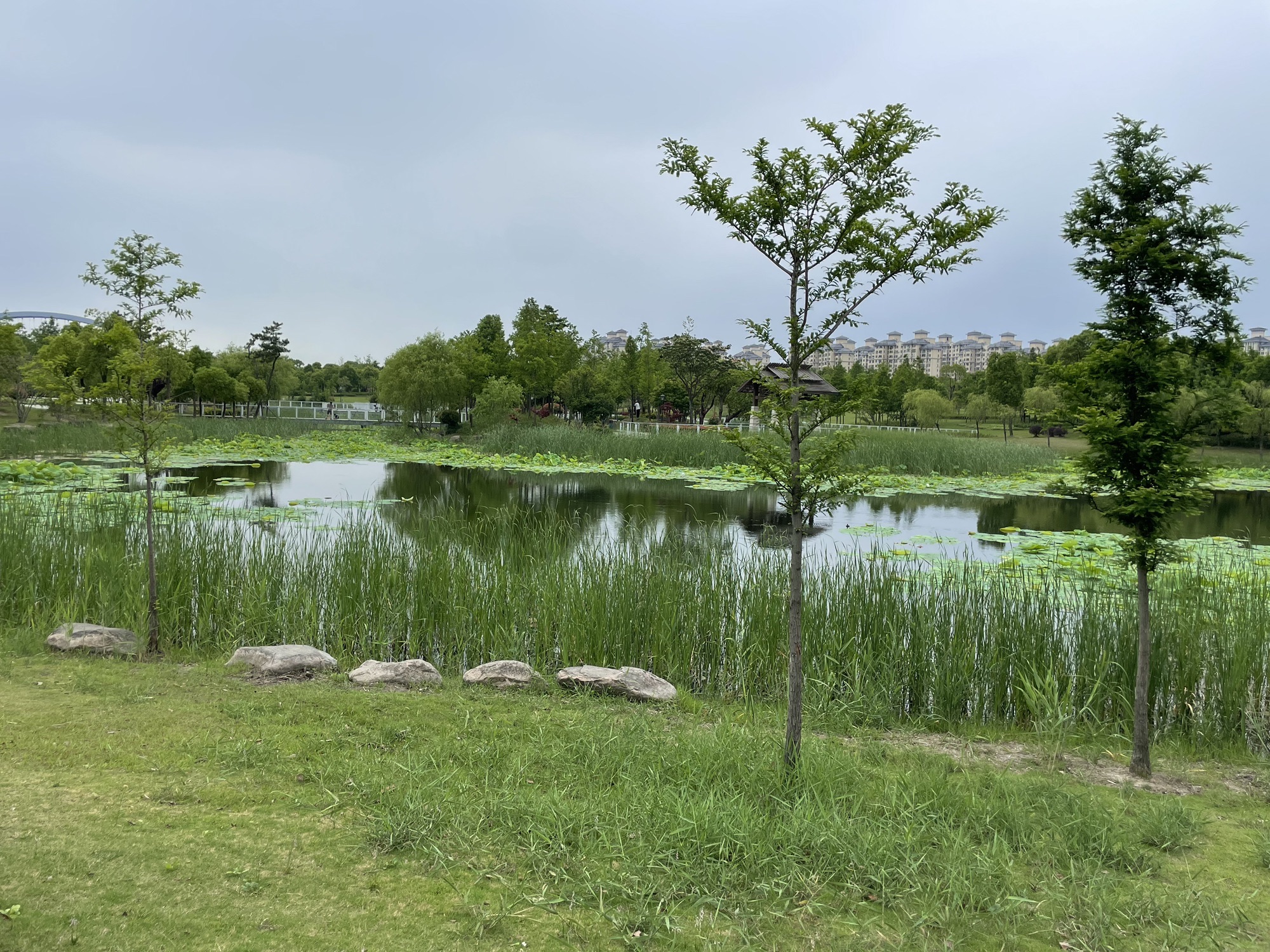 大治河公园旅行图片 2