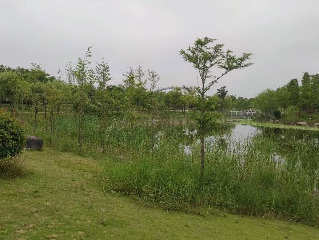 大治河公园旅行图片 3