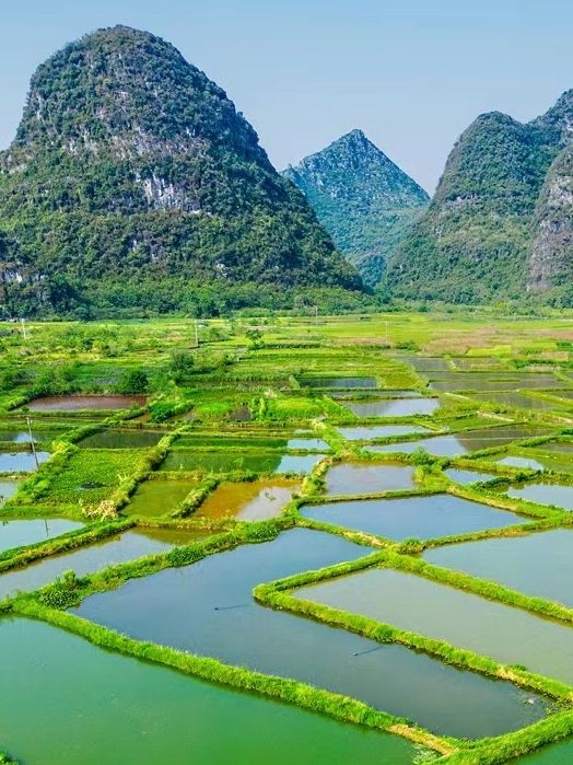 会仙玻璃田旅行图片 1