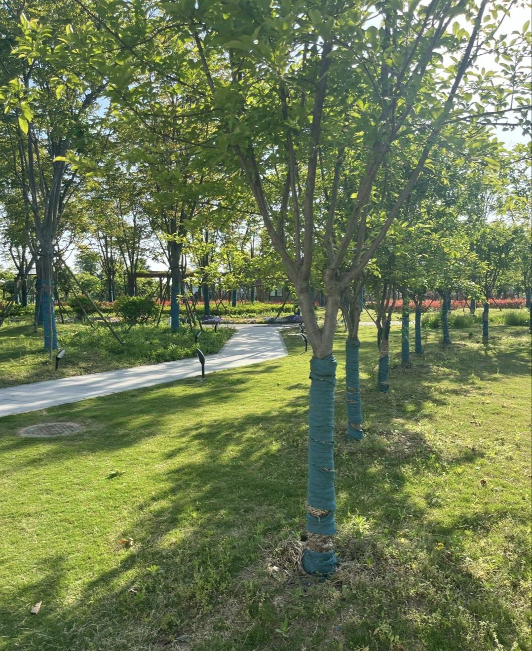 滨海梨花语景区旅行图片 3