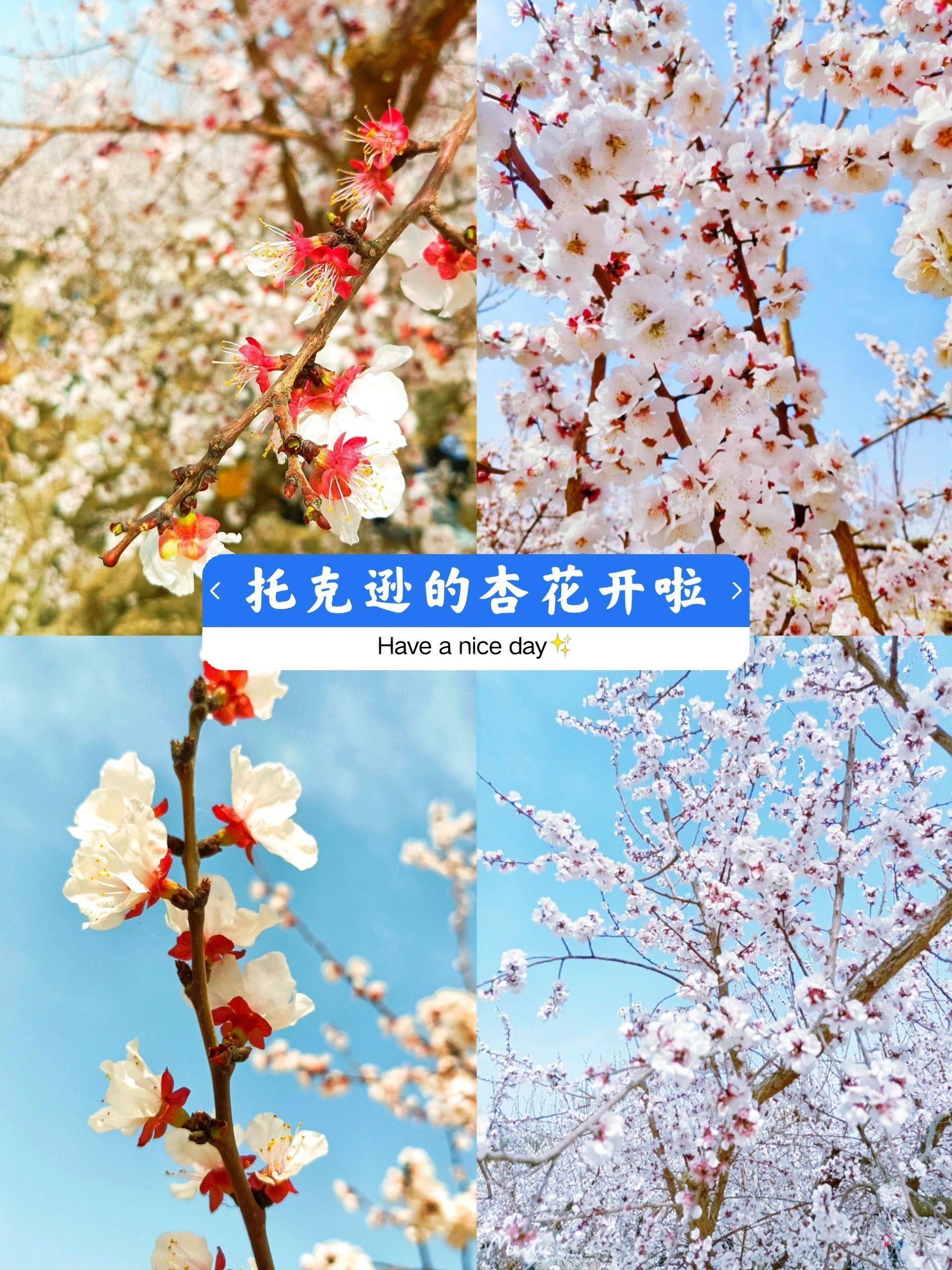 托克逊南湖杏花村景点图片
