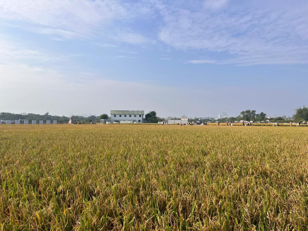 顶蛳山田园风光区旅行图片 3