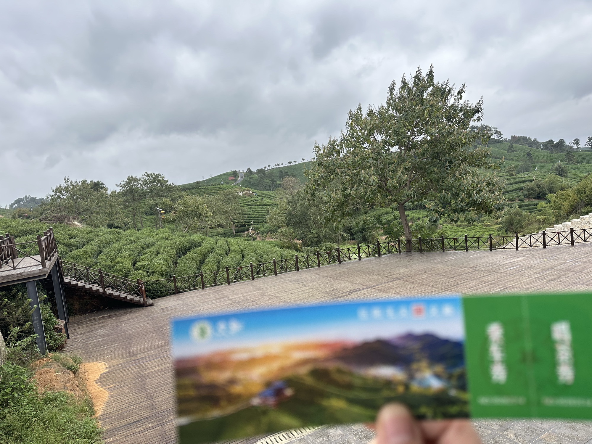 文新茶村旅行图片 3