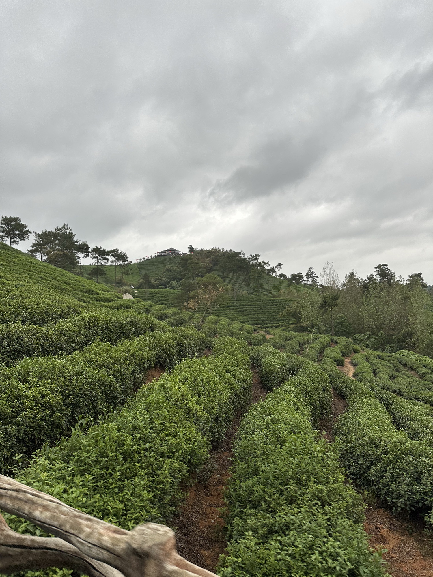 文新茶村旅行图片 2