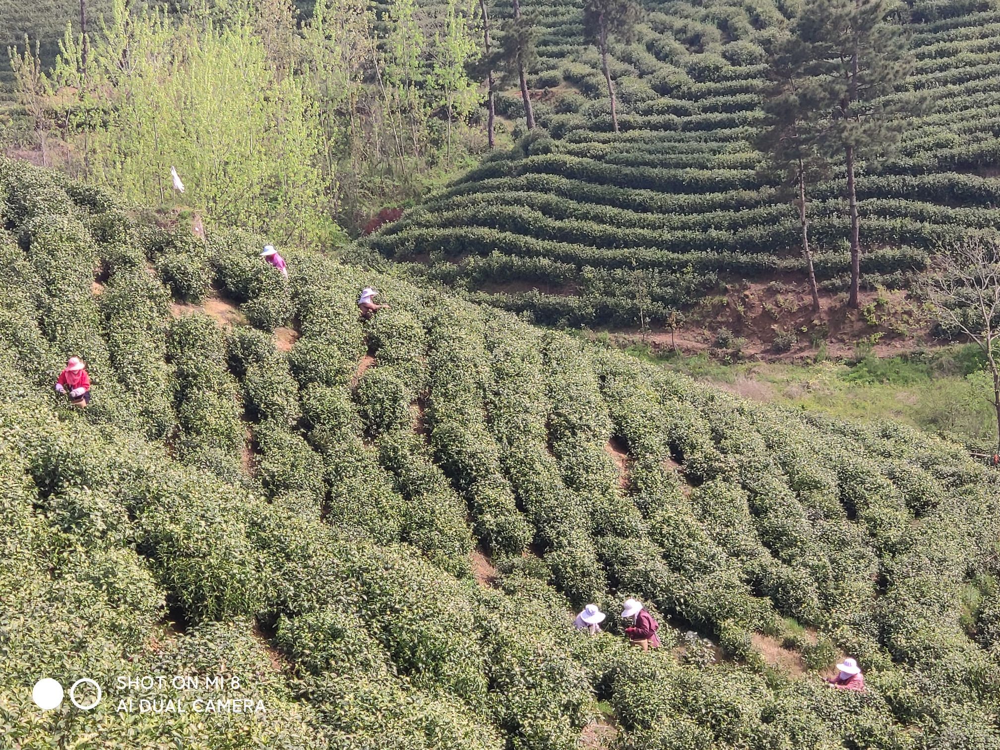 文新茶村旅行图片 2