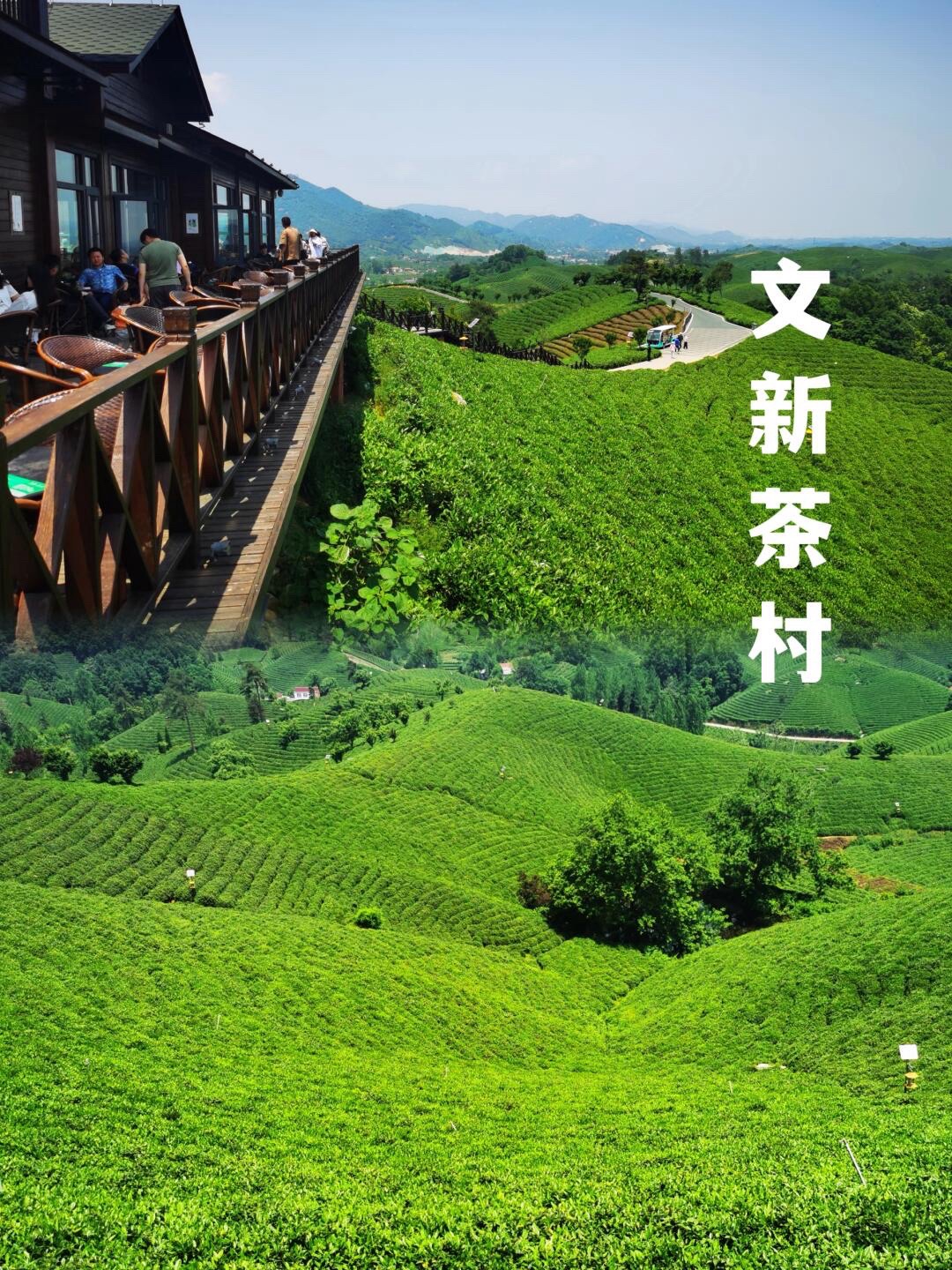 文新茶村旅行图片 1
