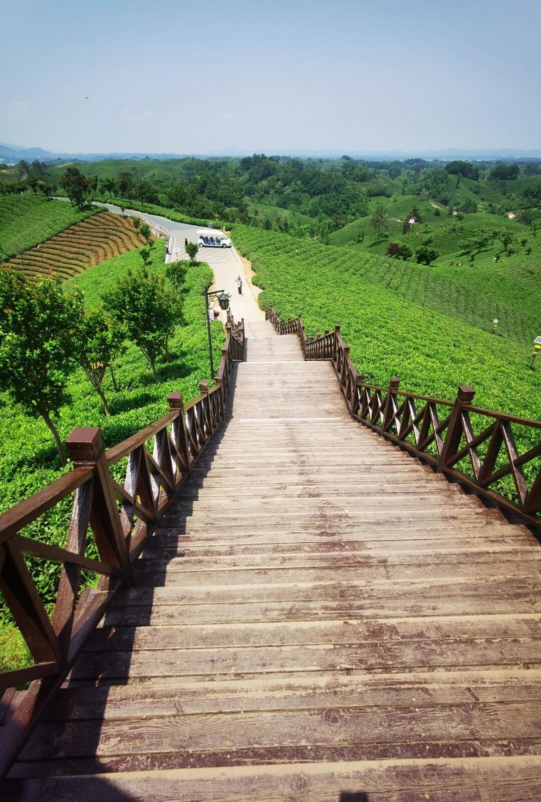 文新茶村旅行图片 3