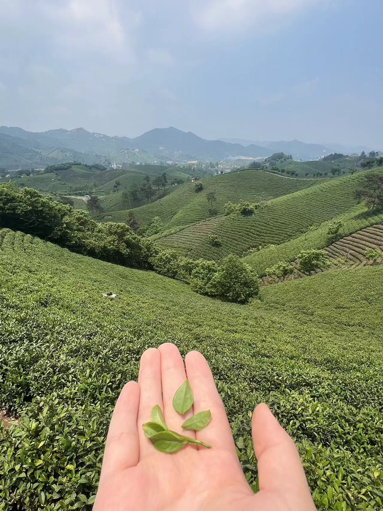 文新茶村旅行图片 2