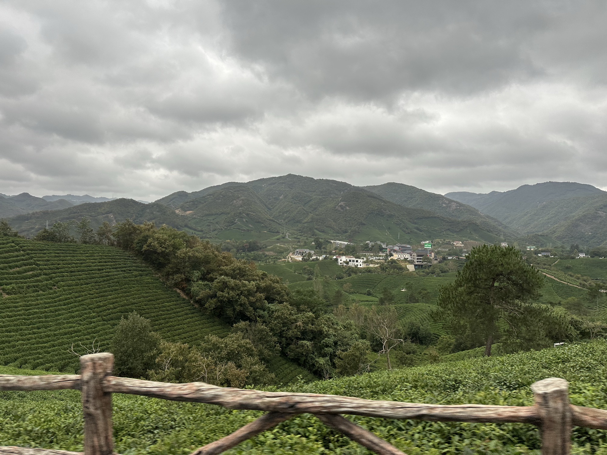 文新茶村旅行图片 1