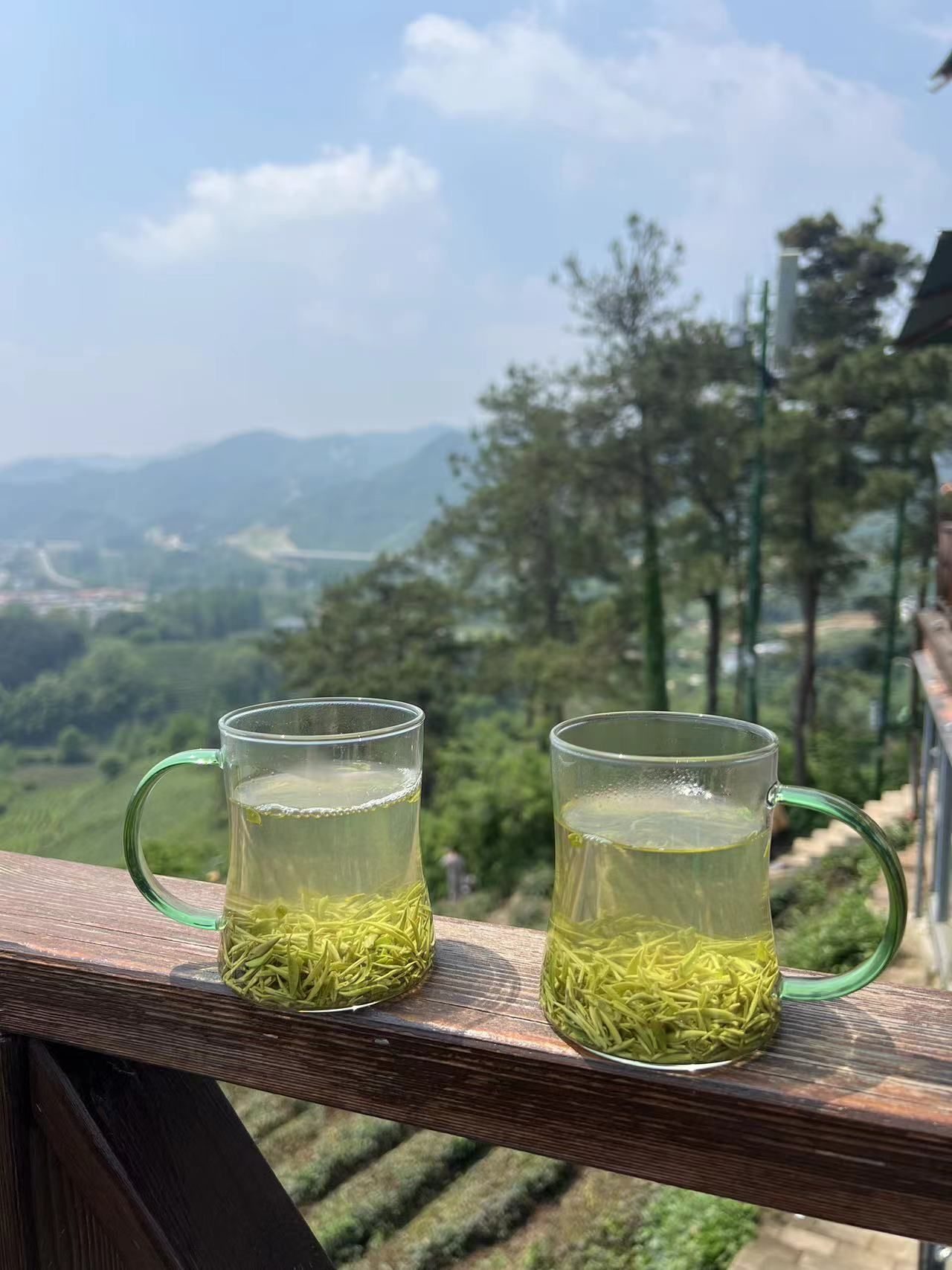 文新茶村旅行图片 3