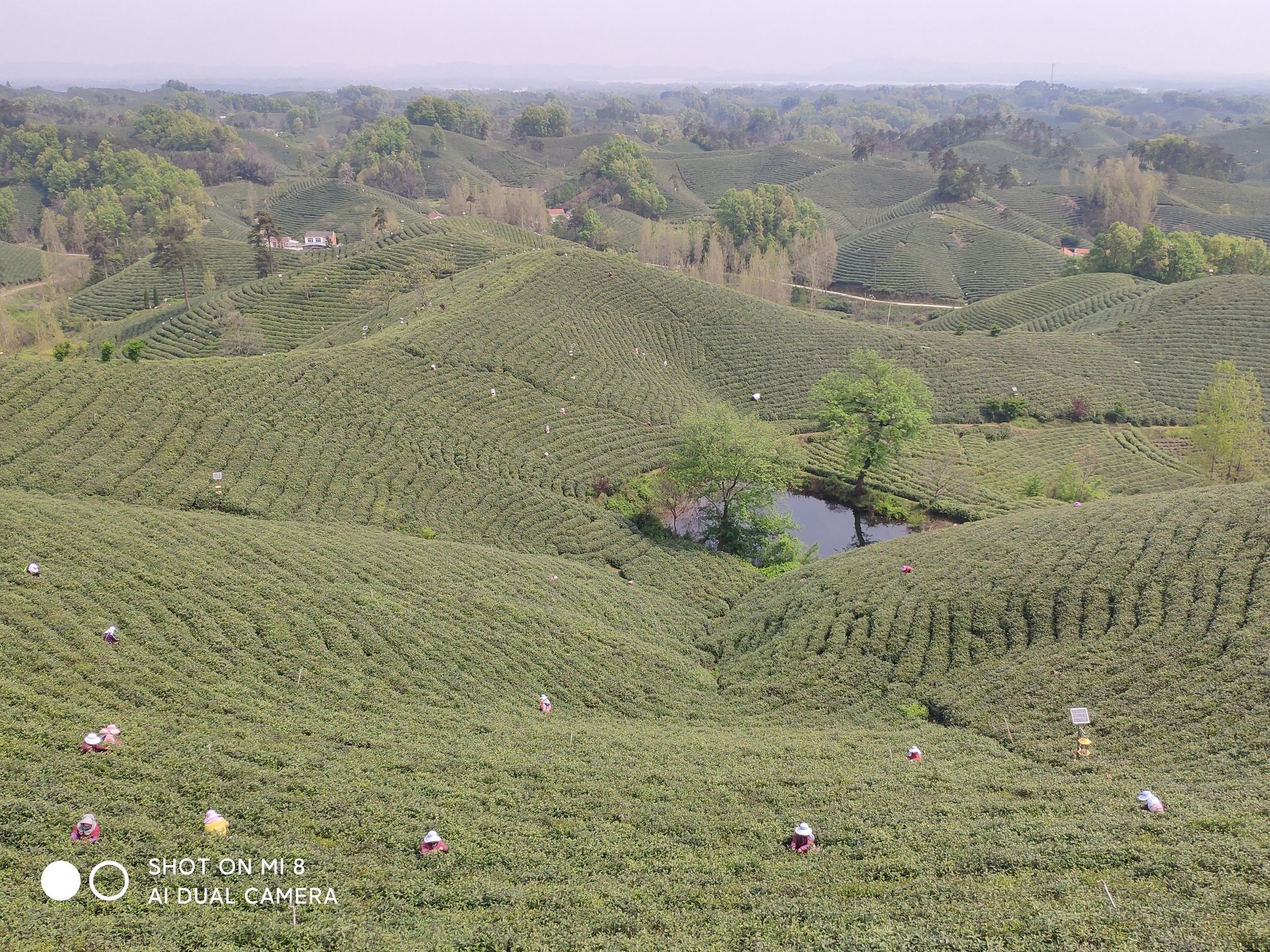 文新茶村旅行图片 3