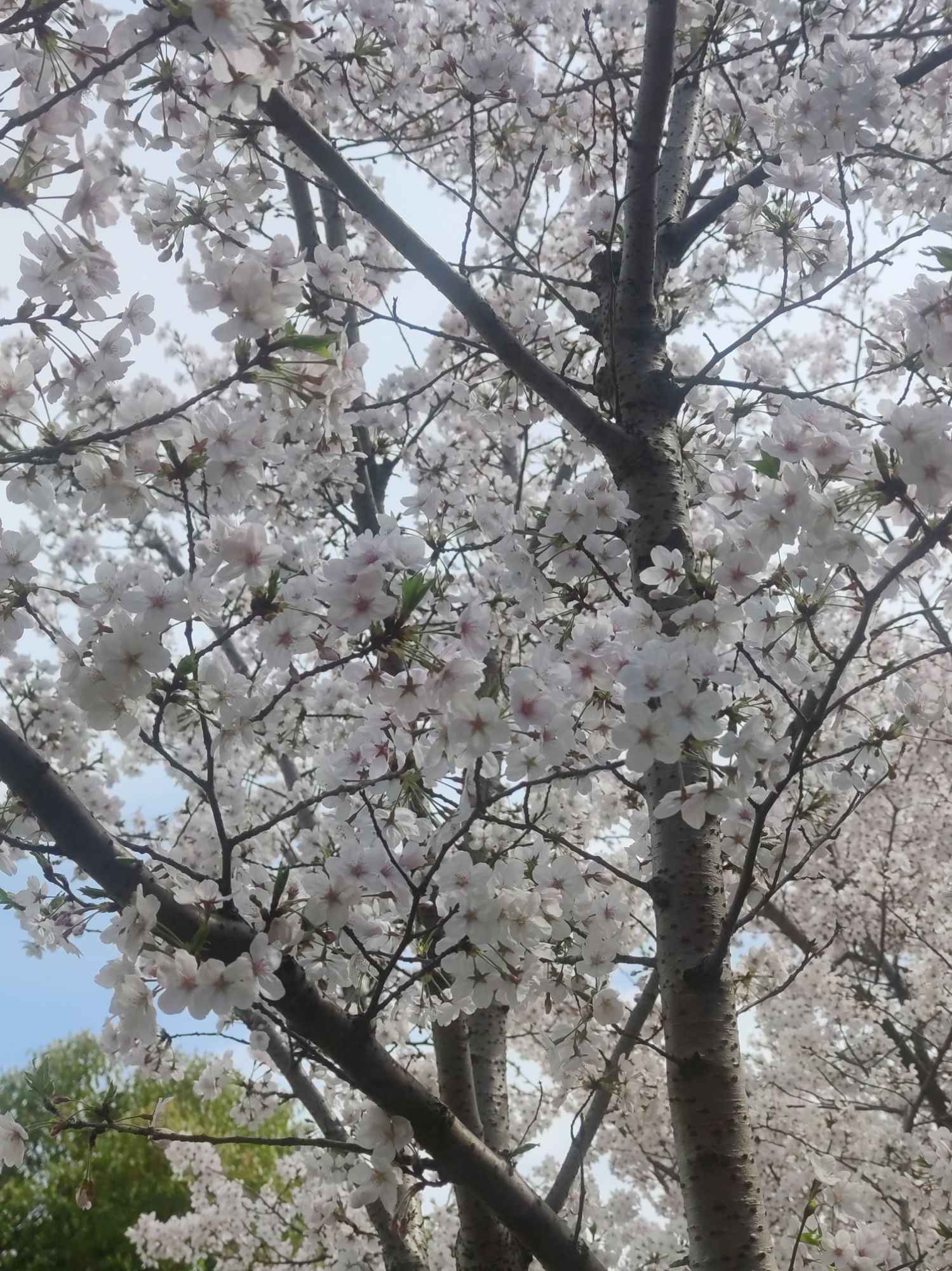 市民公园旅行图片 2