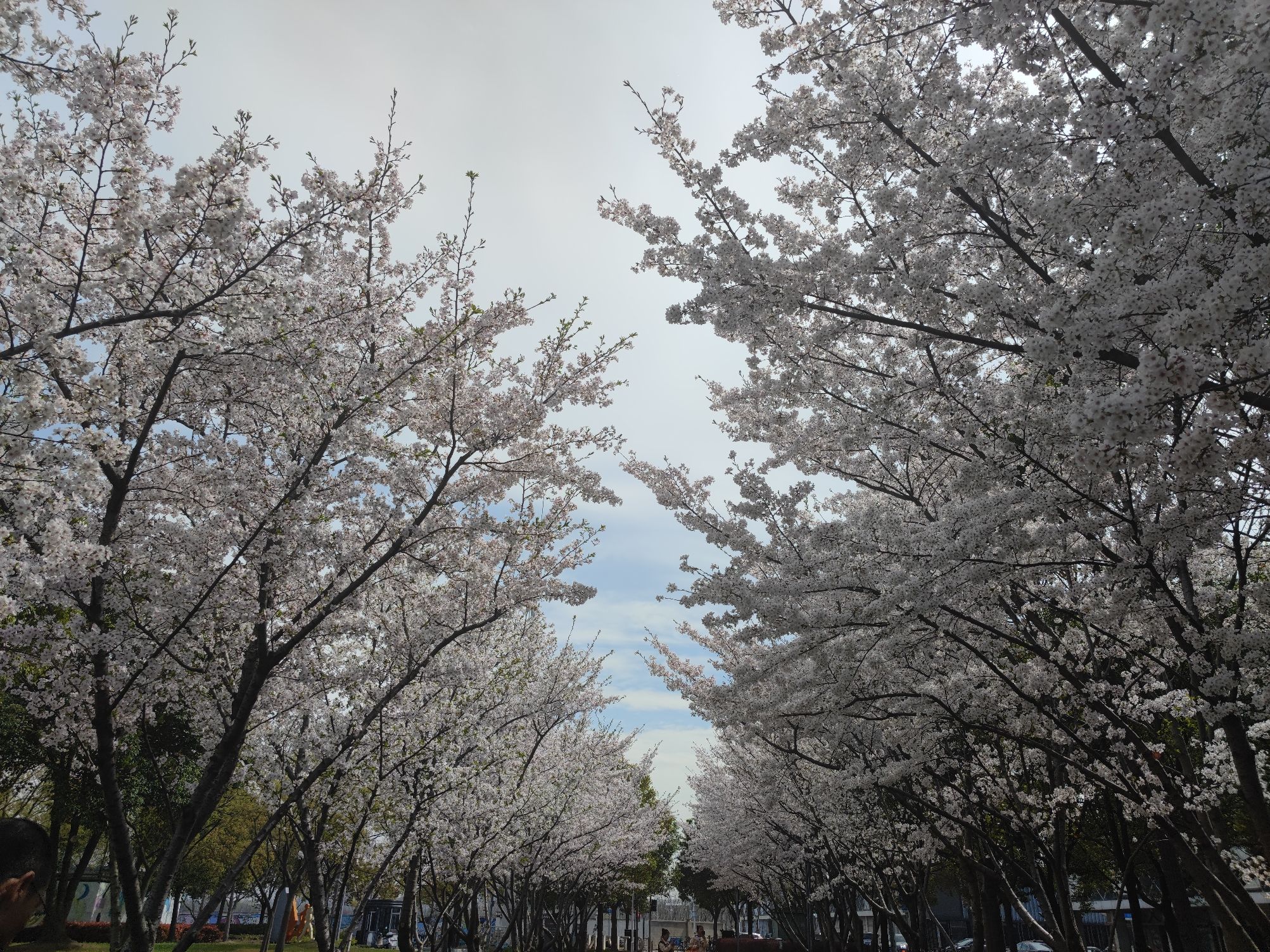 市民公园旅行图片 3