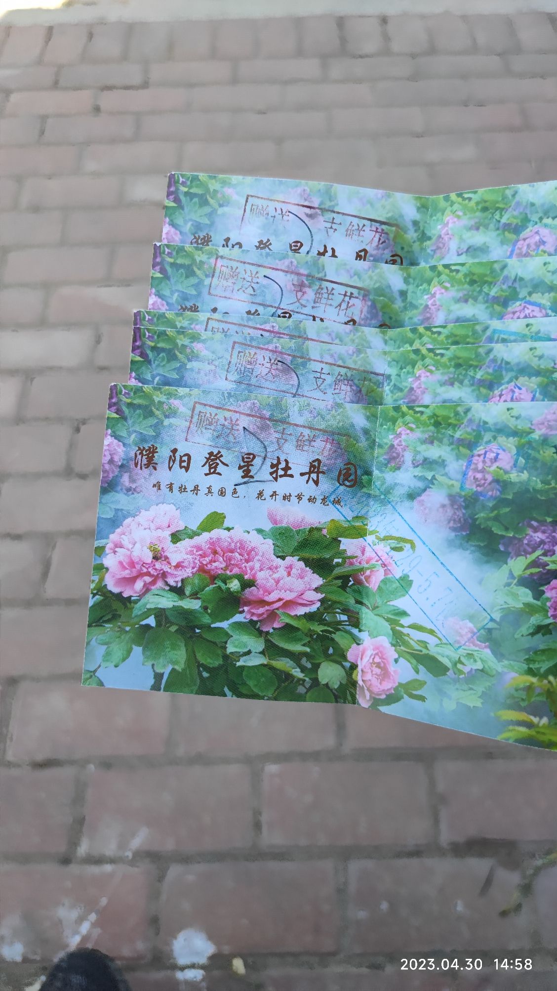 登星牡丹园旅行图片 2