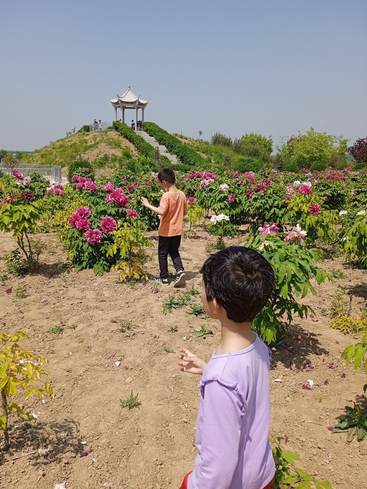 登星牡丹园旅行图片 2