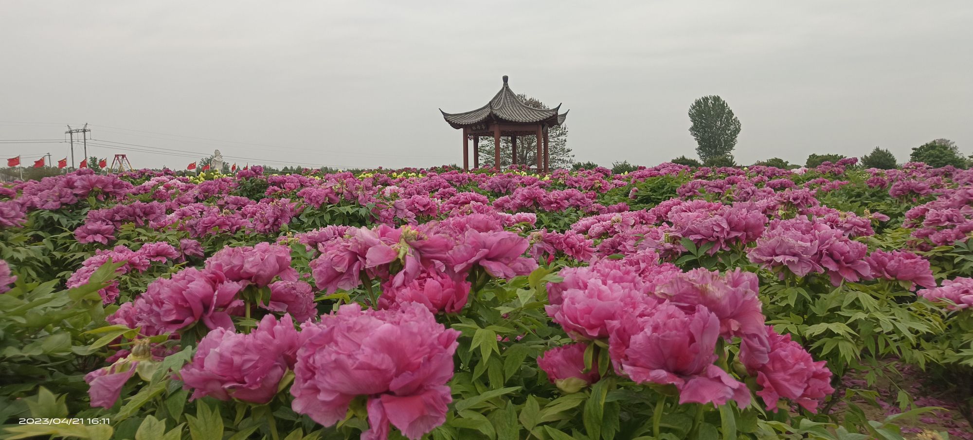 登星牡丹园旅行图片 3