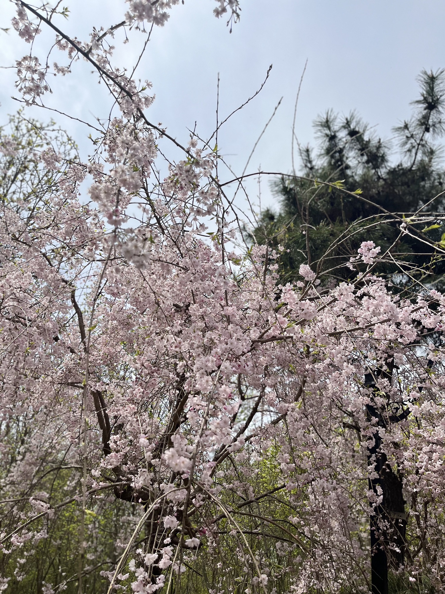 唐韵生态旅游区旅行图片 3