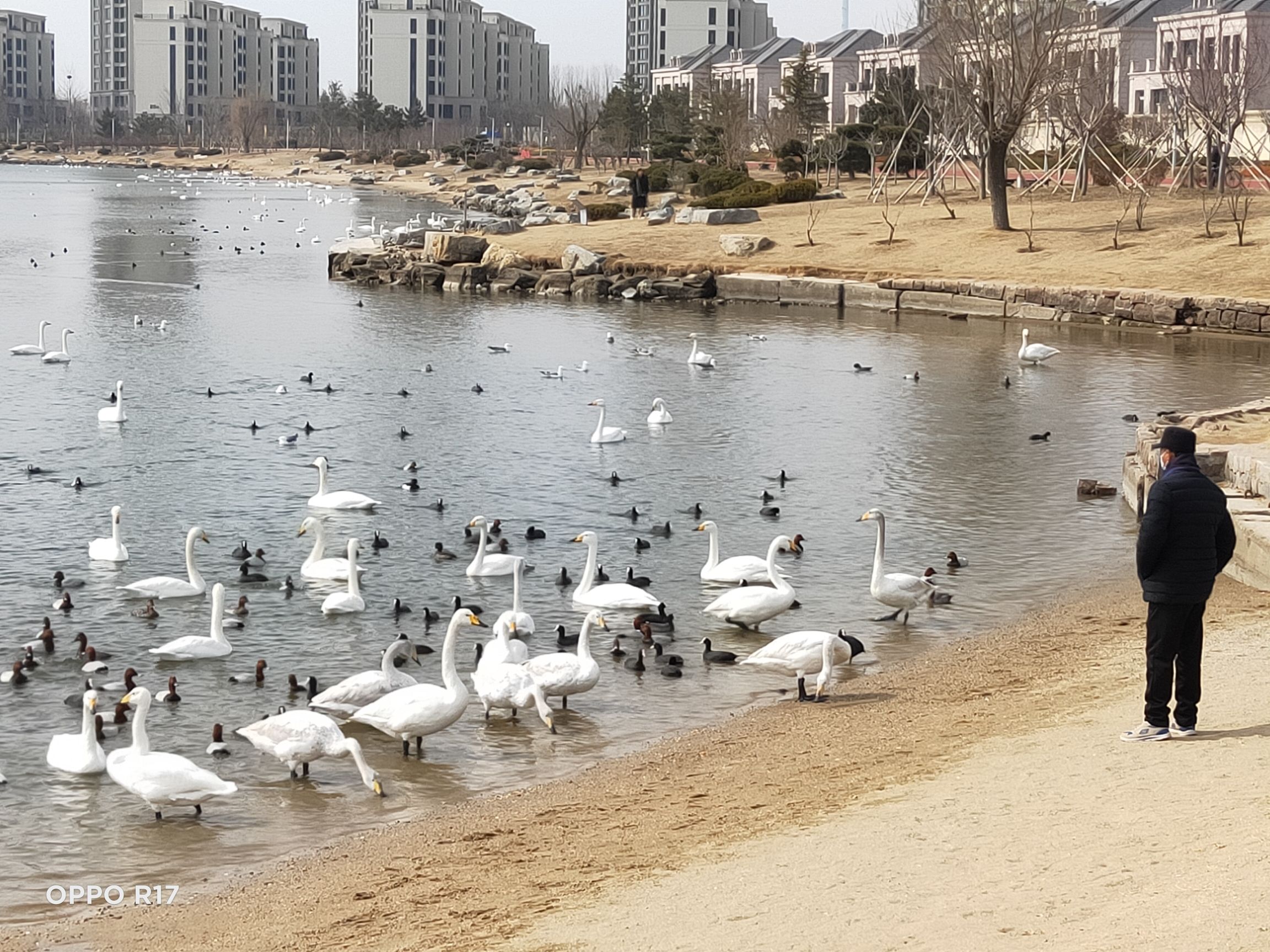 樱花湖体育公园旅行图片 2