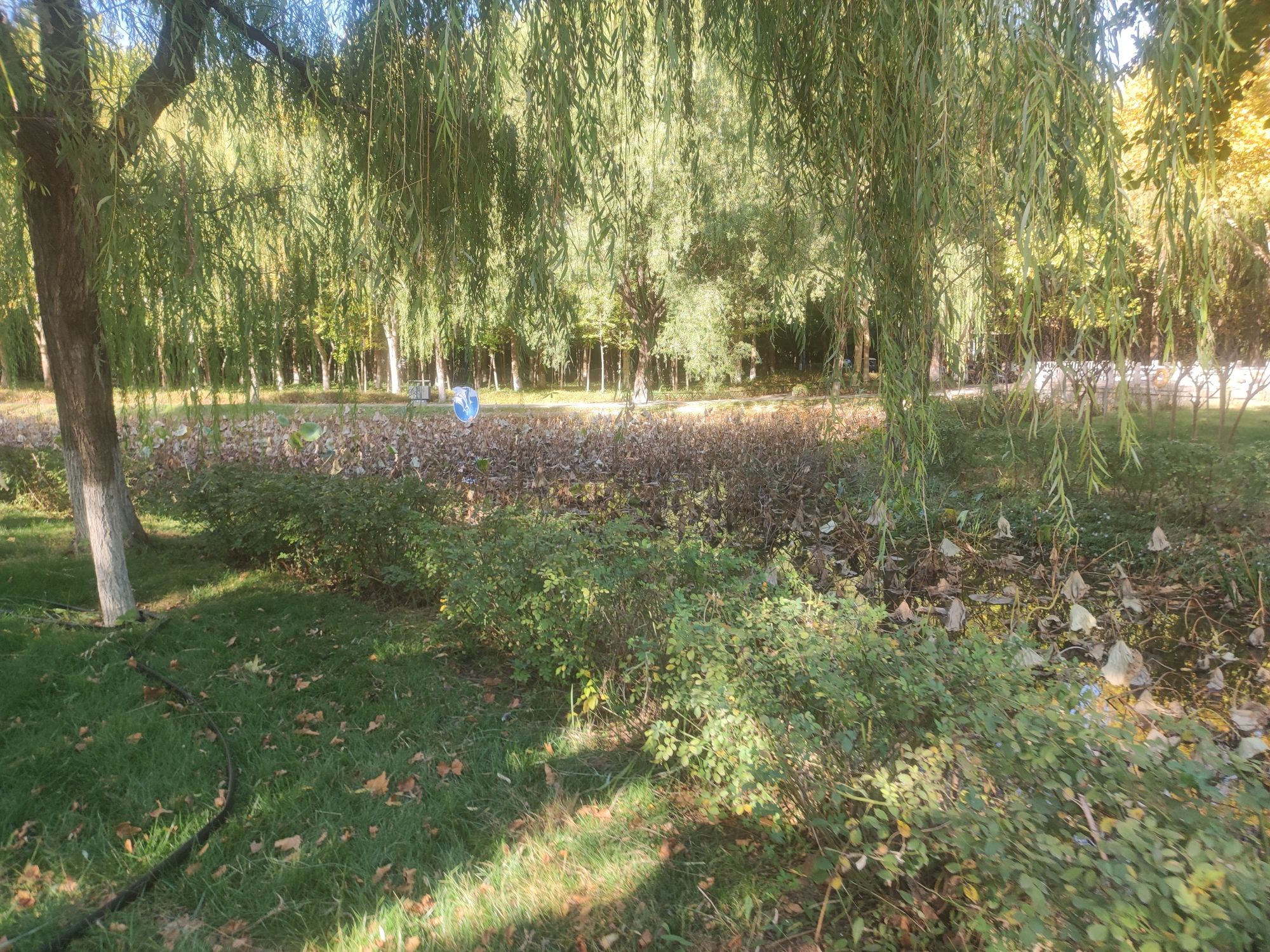 少海公园旅行图片 1