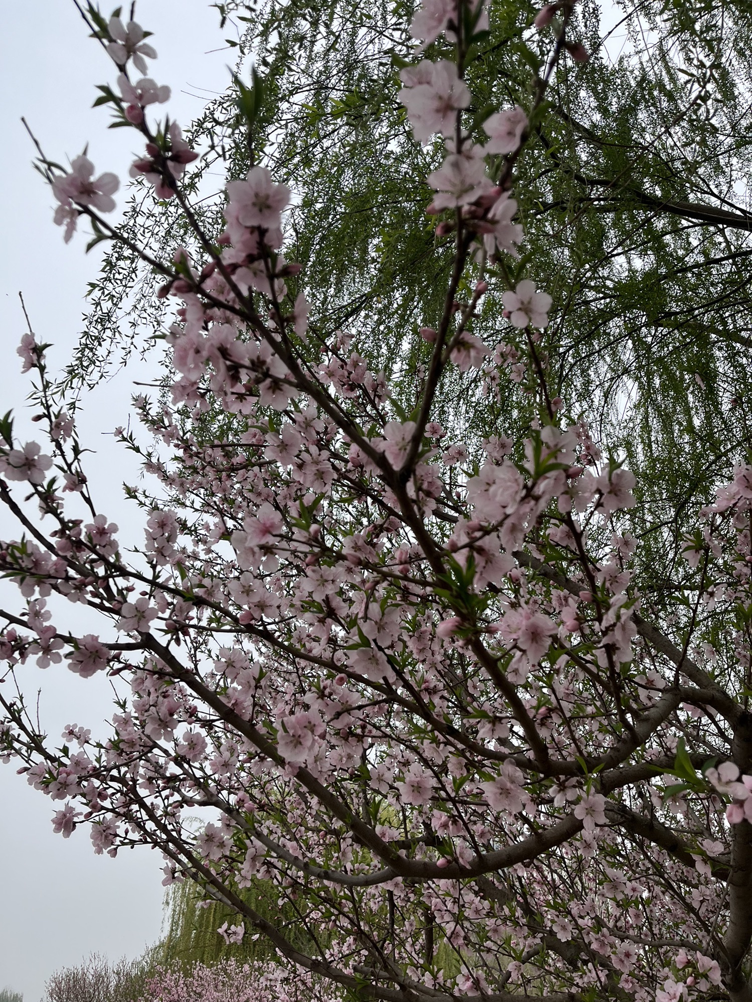 中心湖公园旅行图片 3