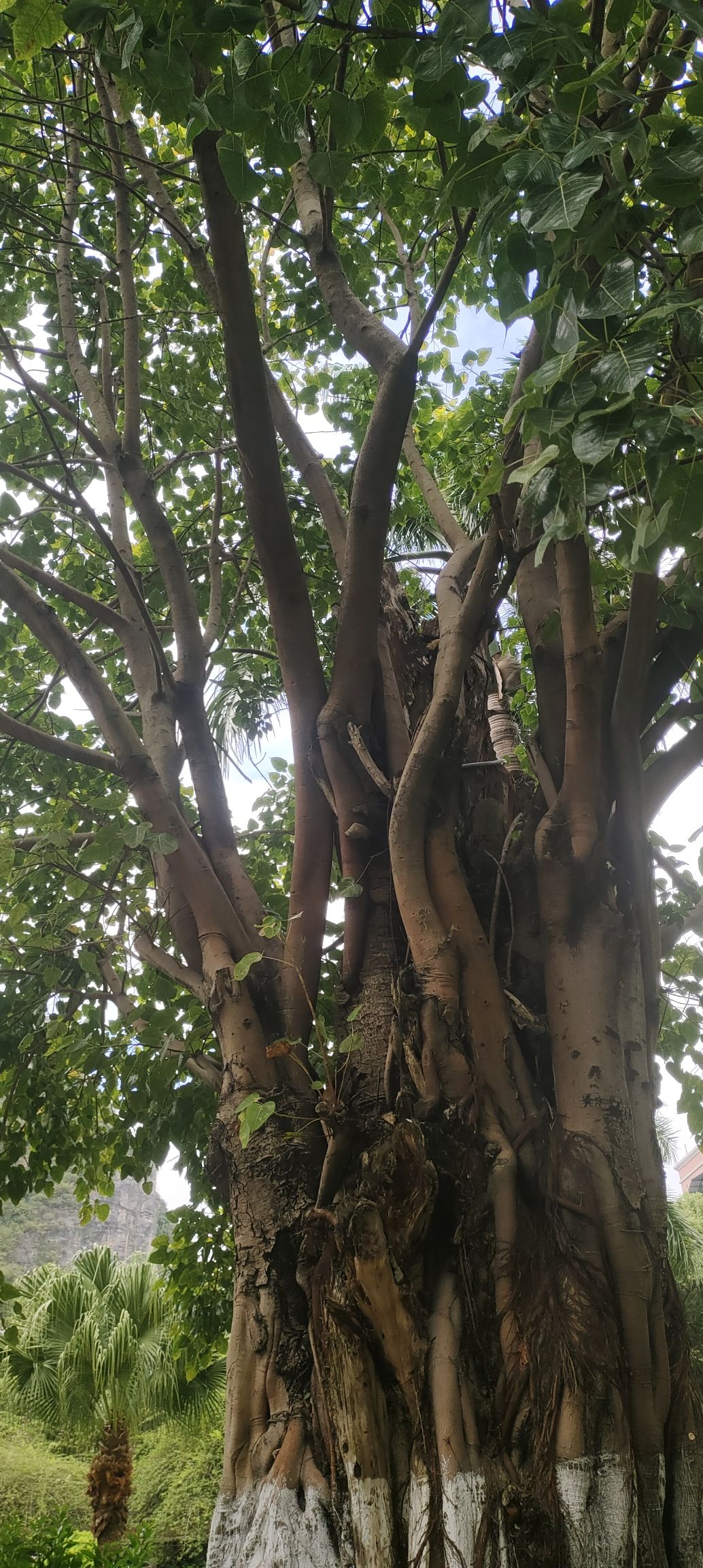 马鞍山森林公园旅行图片 2