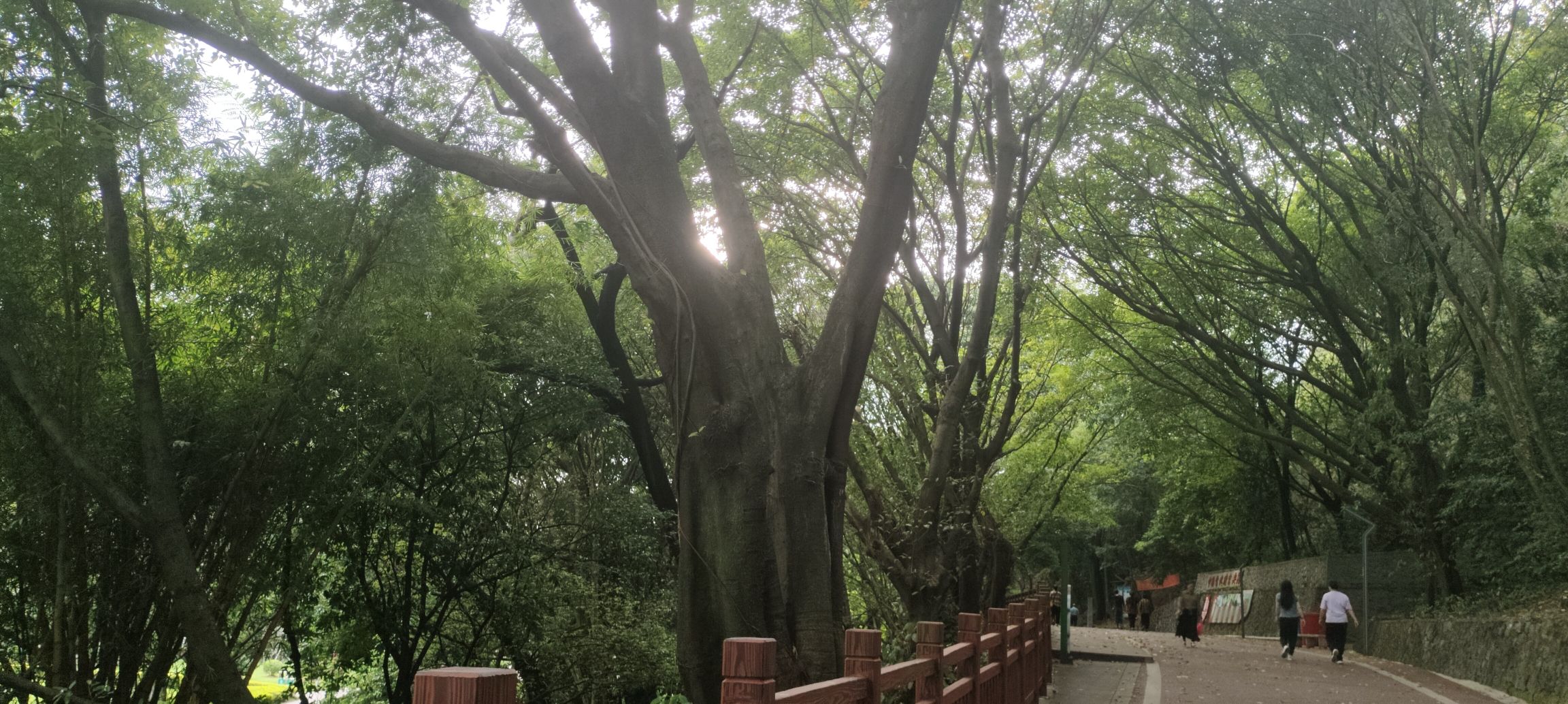 马鞍山森林公园旅行图片 3