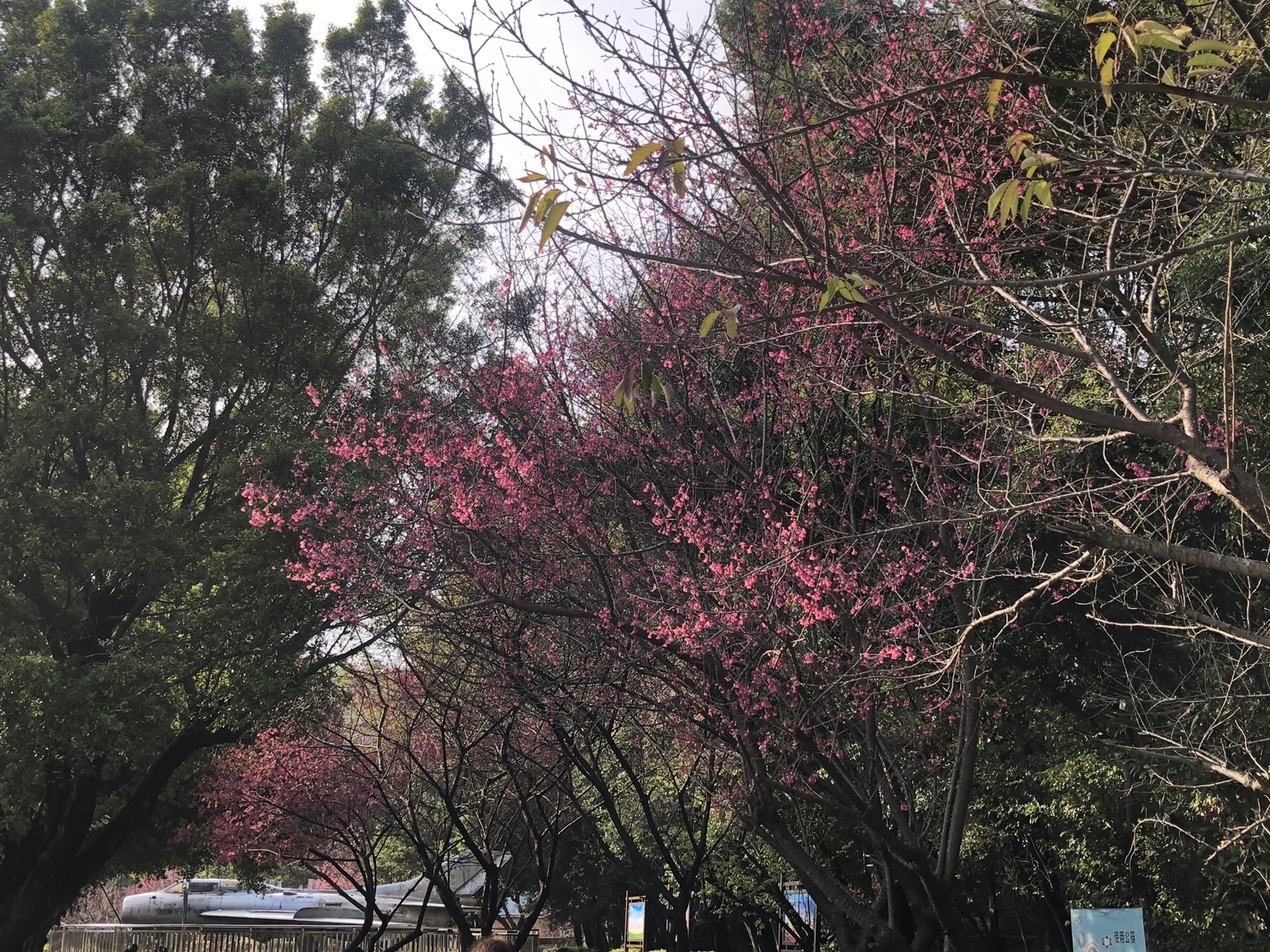 马鞍山森林公园旅行图片 2