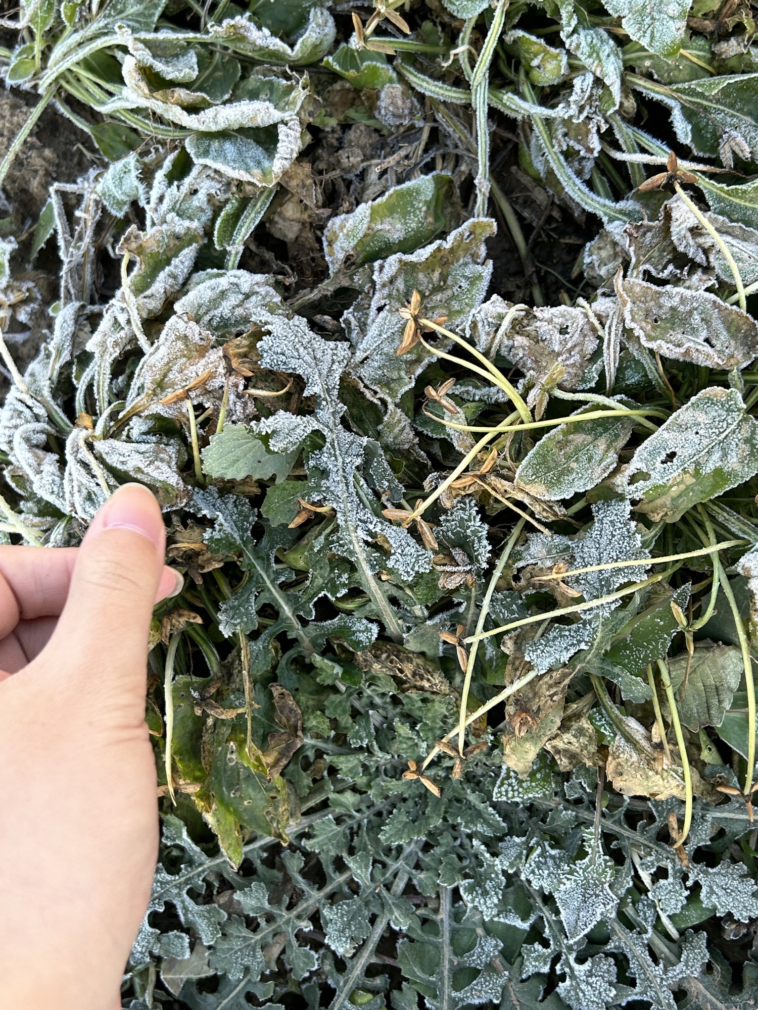 千年秀林旅行图片 2