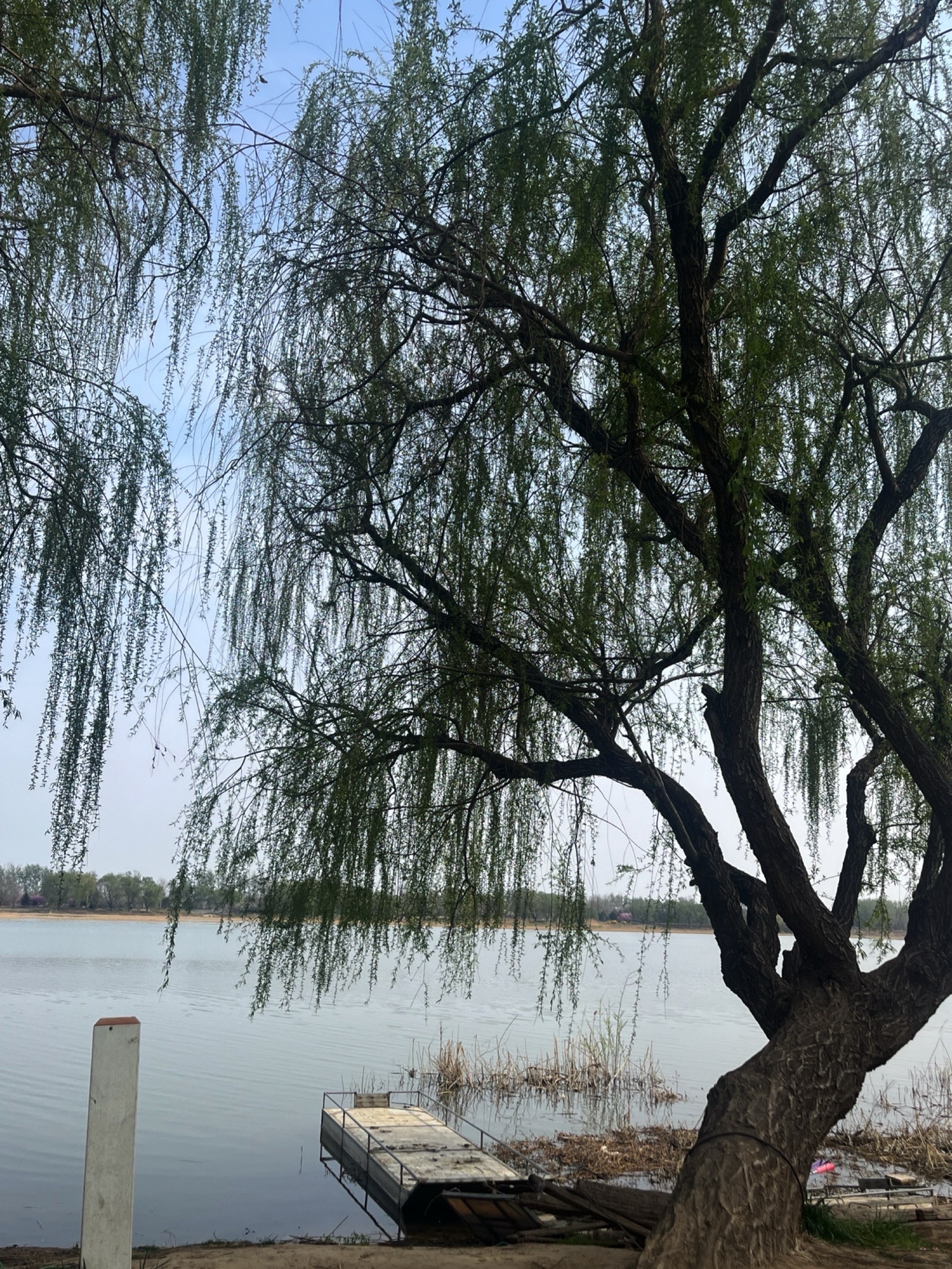 寿光滨河城市湿地公园旅行图片 1