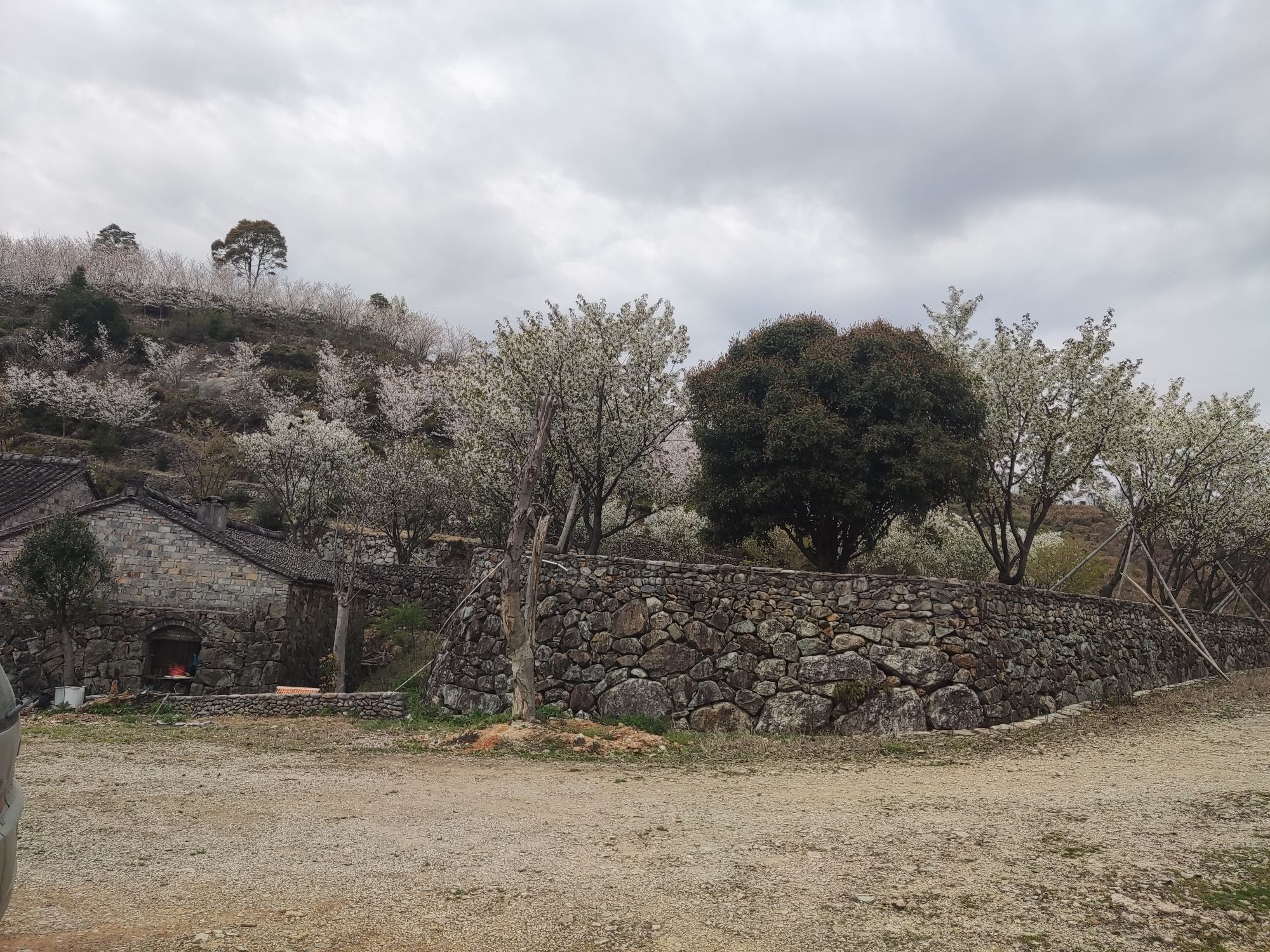 稻蓬山杜鹃花旅行图片 2