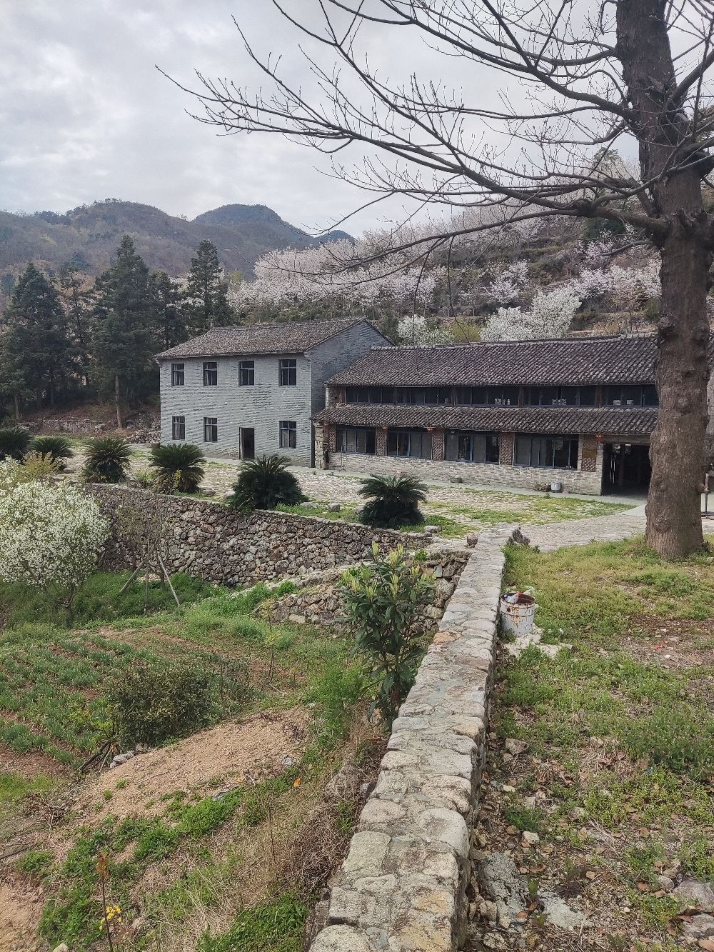 稻蓬山杜鹃花旅行图片 1