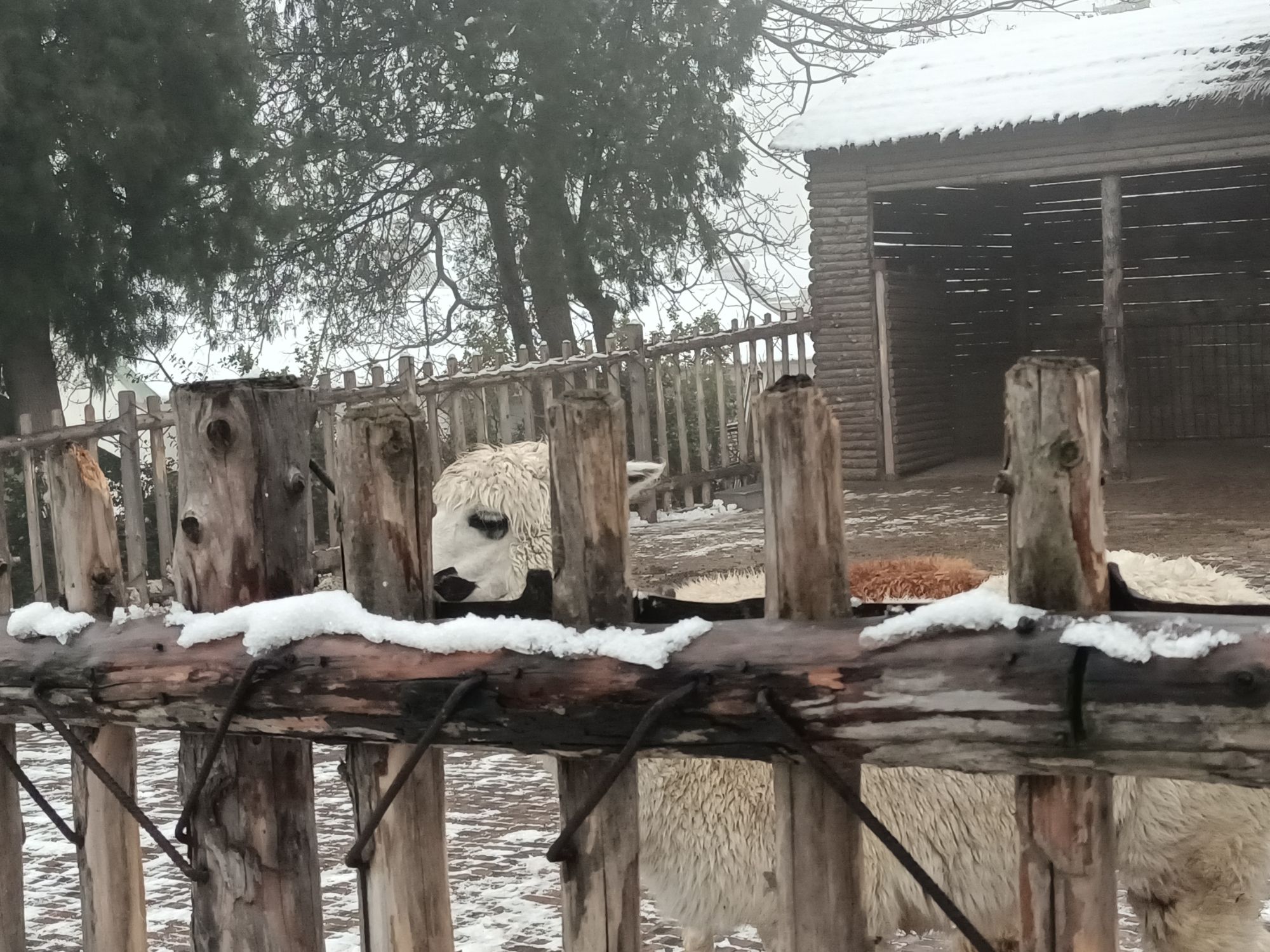 鲁泰文苑动物园旅行图片 3