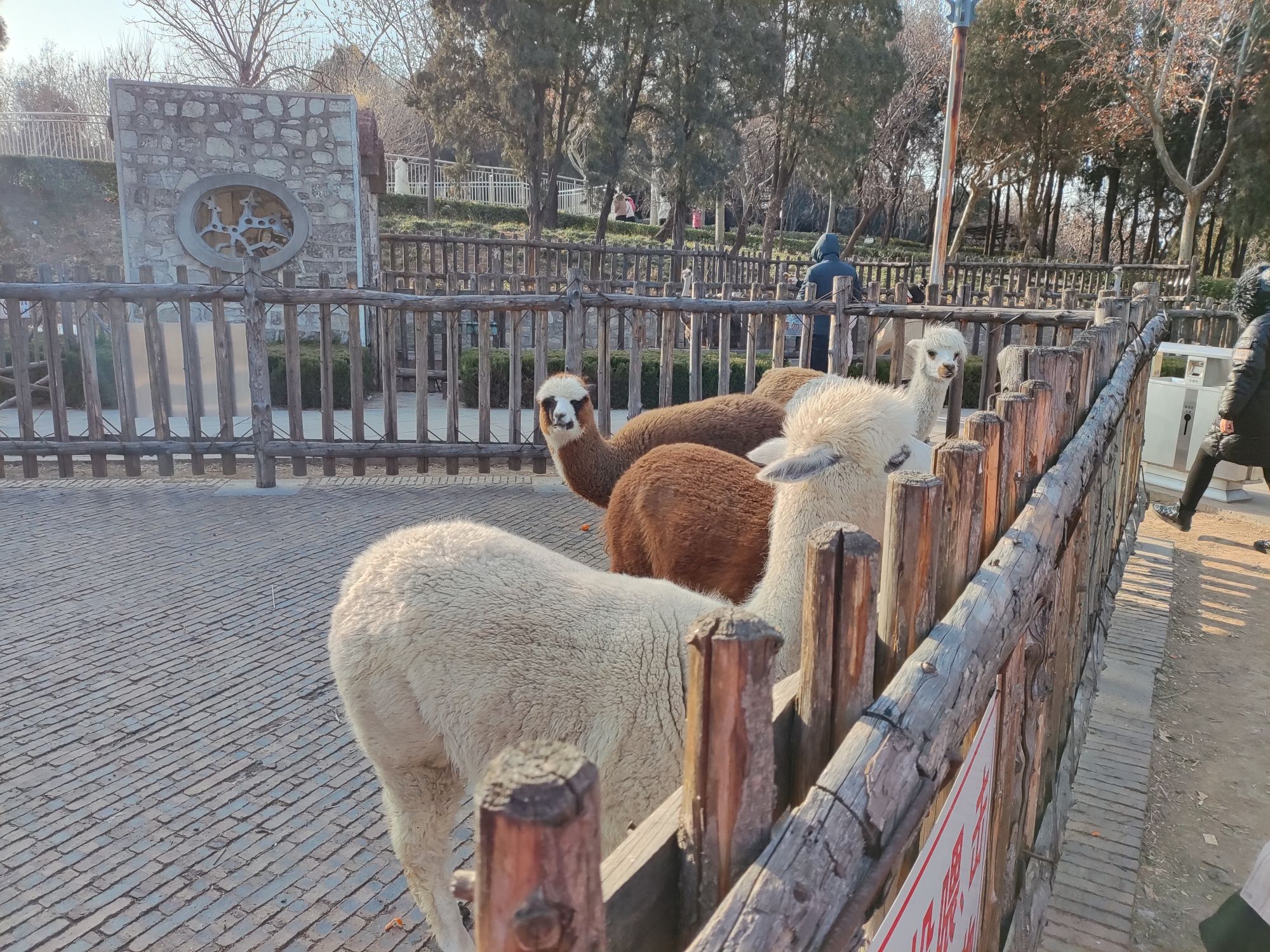 鲁泰文苑动物园旅行图片 3