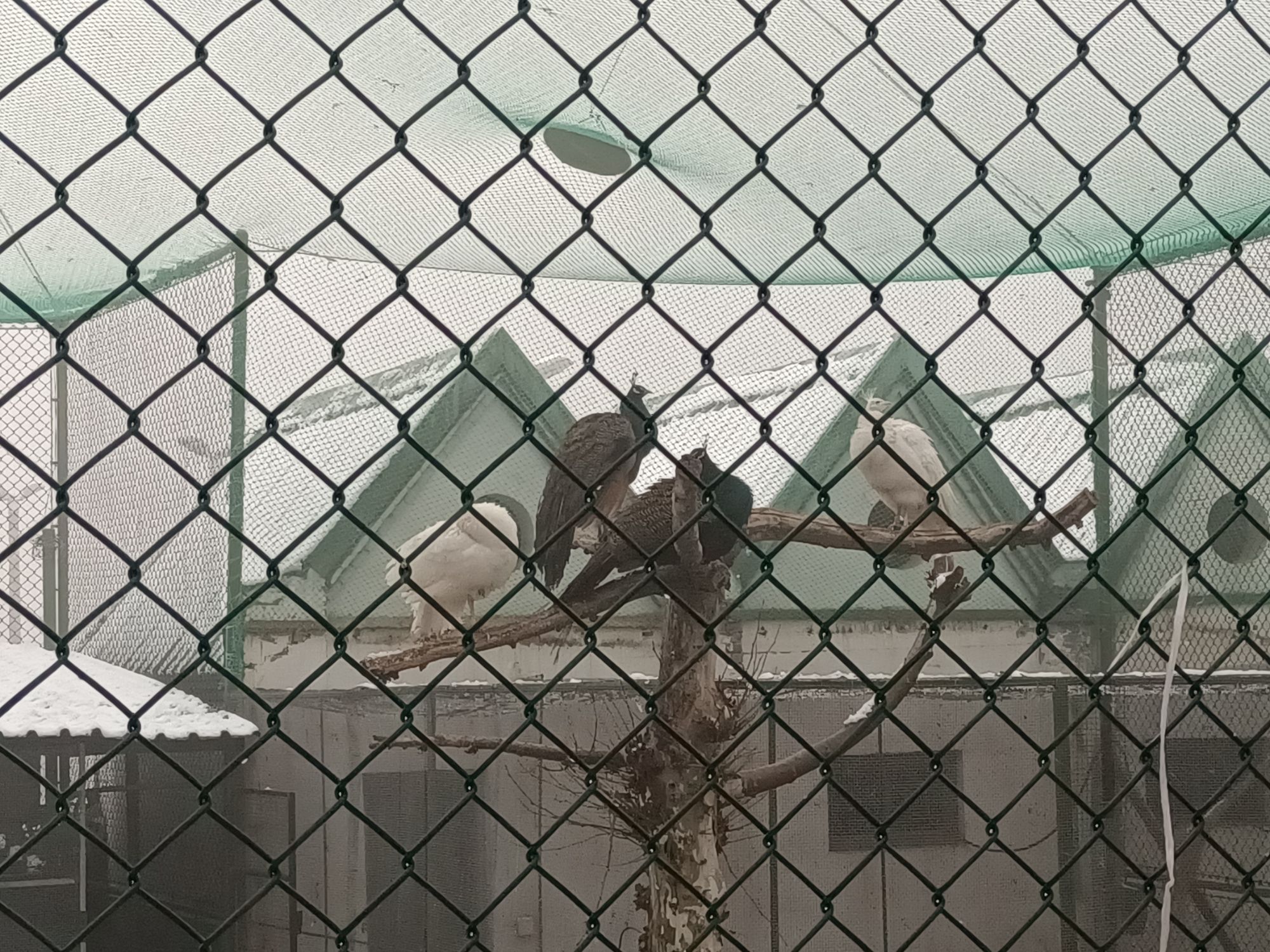 鲁泰文苑动物园旅行图片 2