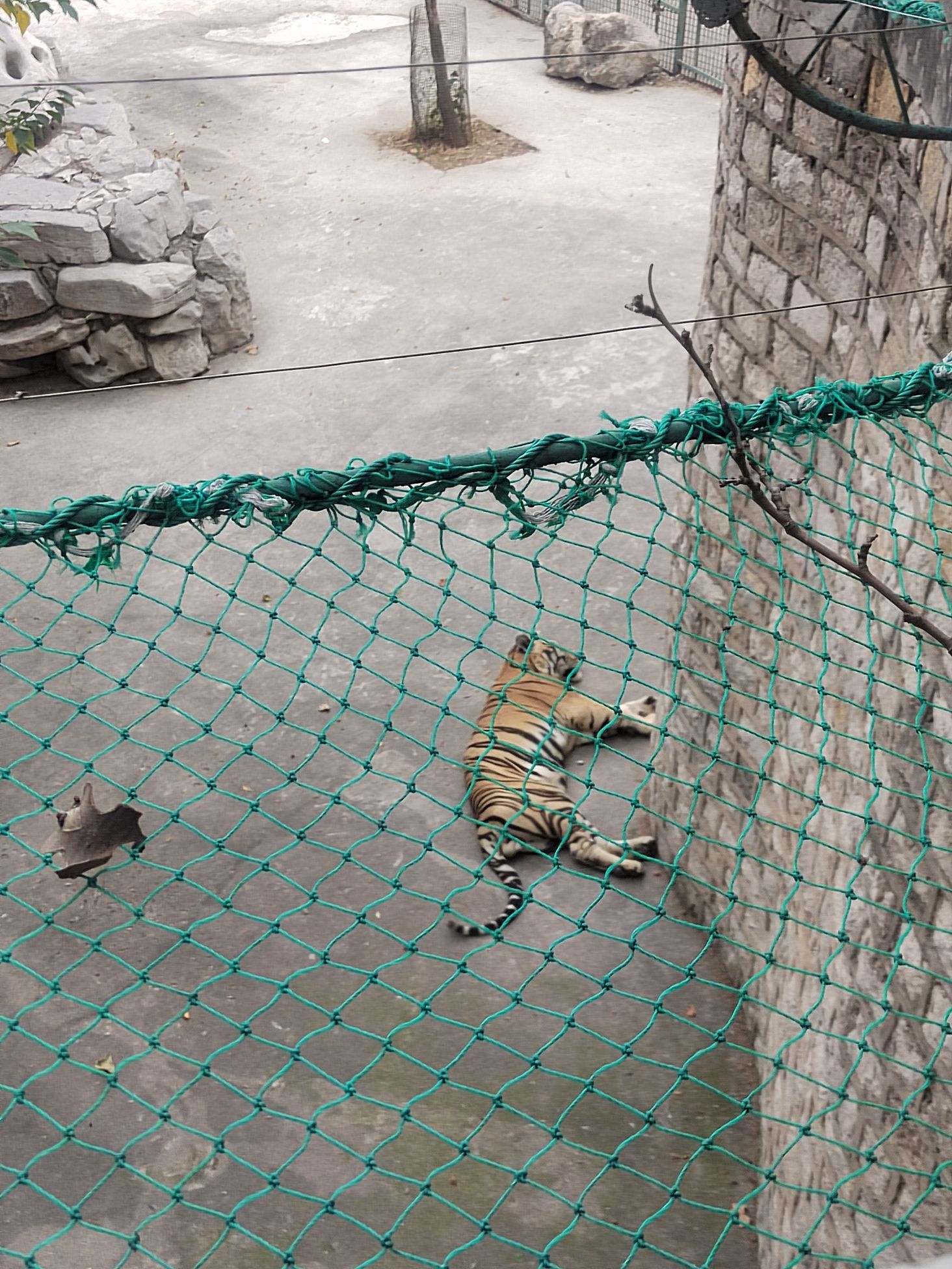鲁泰文苑动物园旅行图片 3