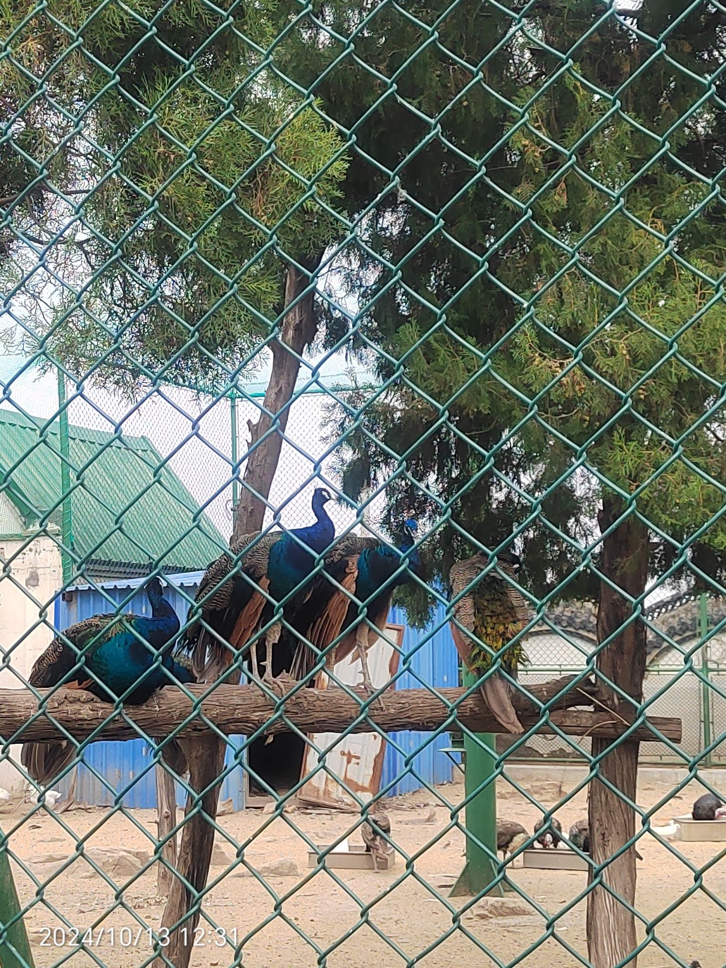 鲁泰文苑动物园旅行图片 2