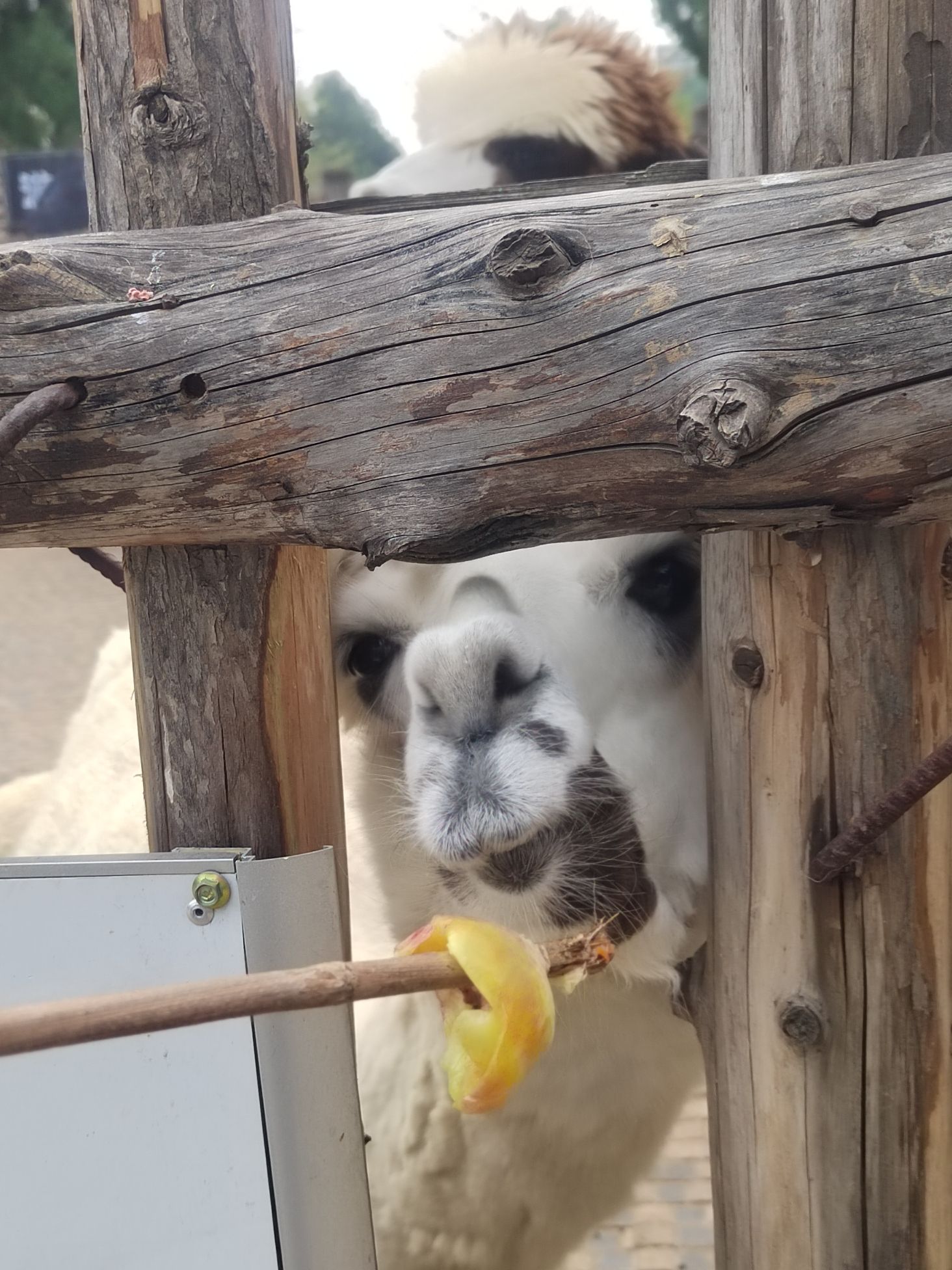 鲁泰文苑动物园旅行图片 1