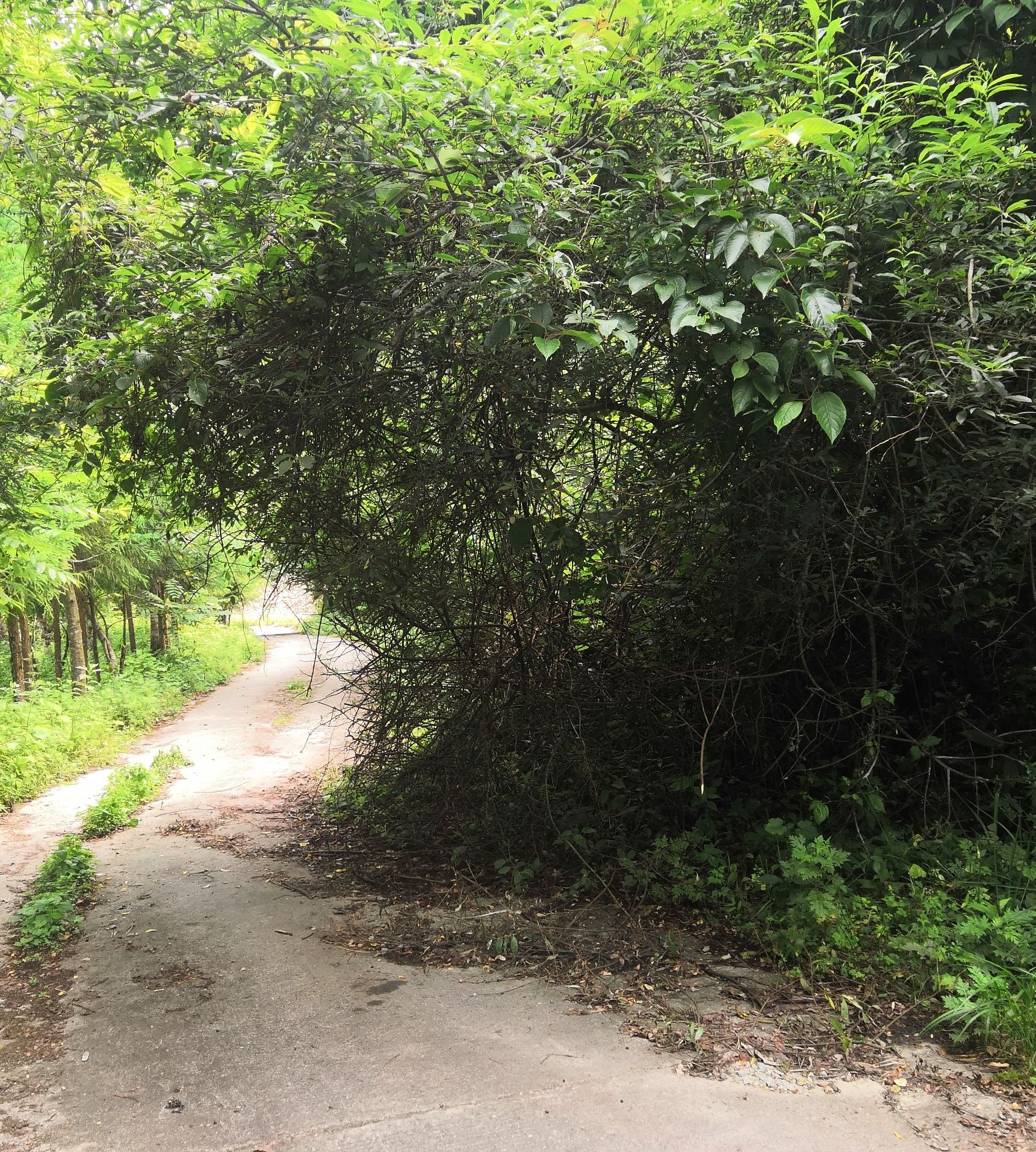 蜂桶寨邓池沟景区旅行图片 1