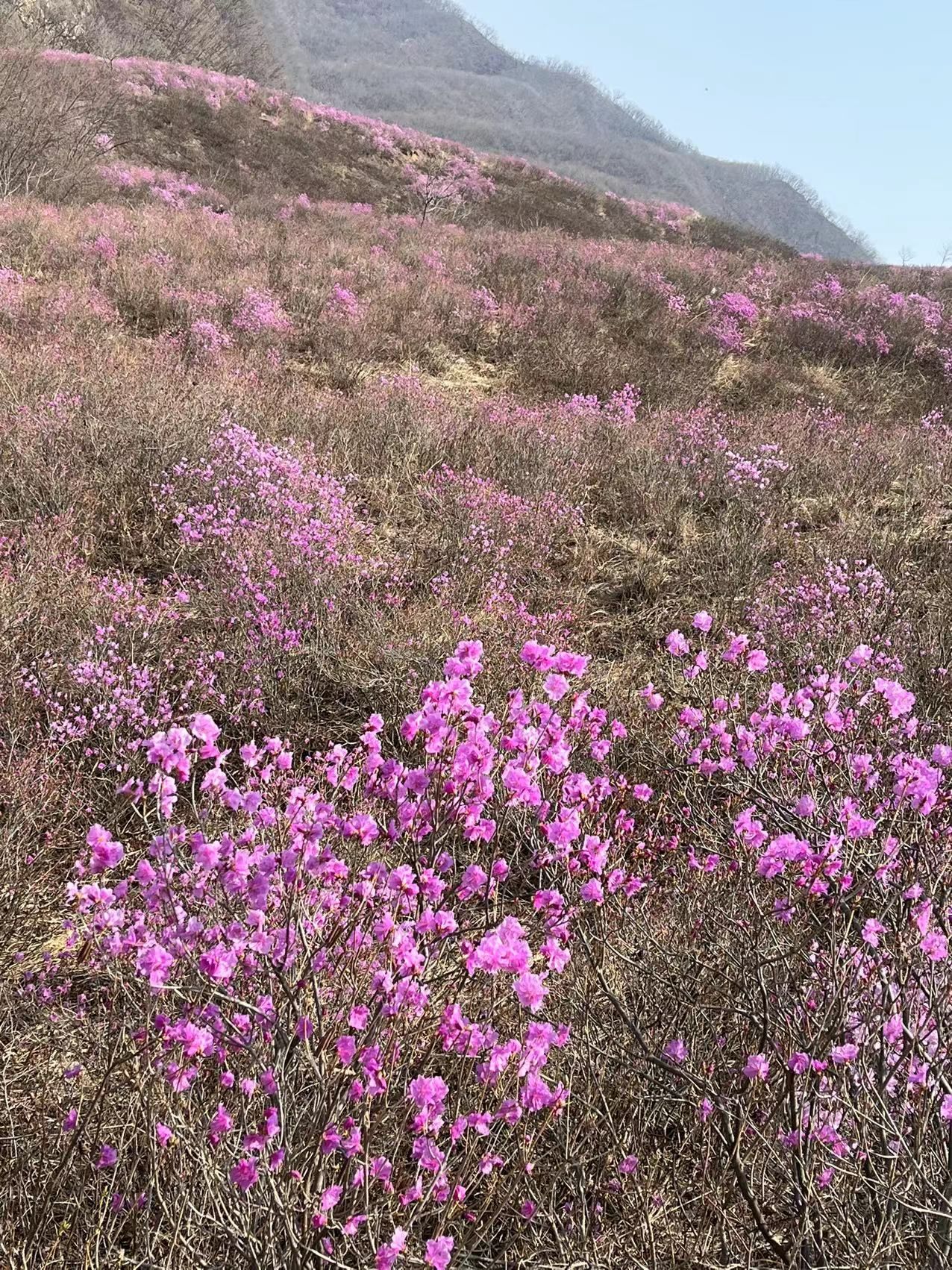 岫岩黄岭映山红景区旅行图片 1