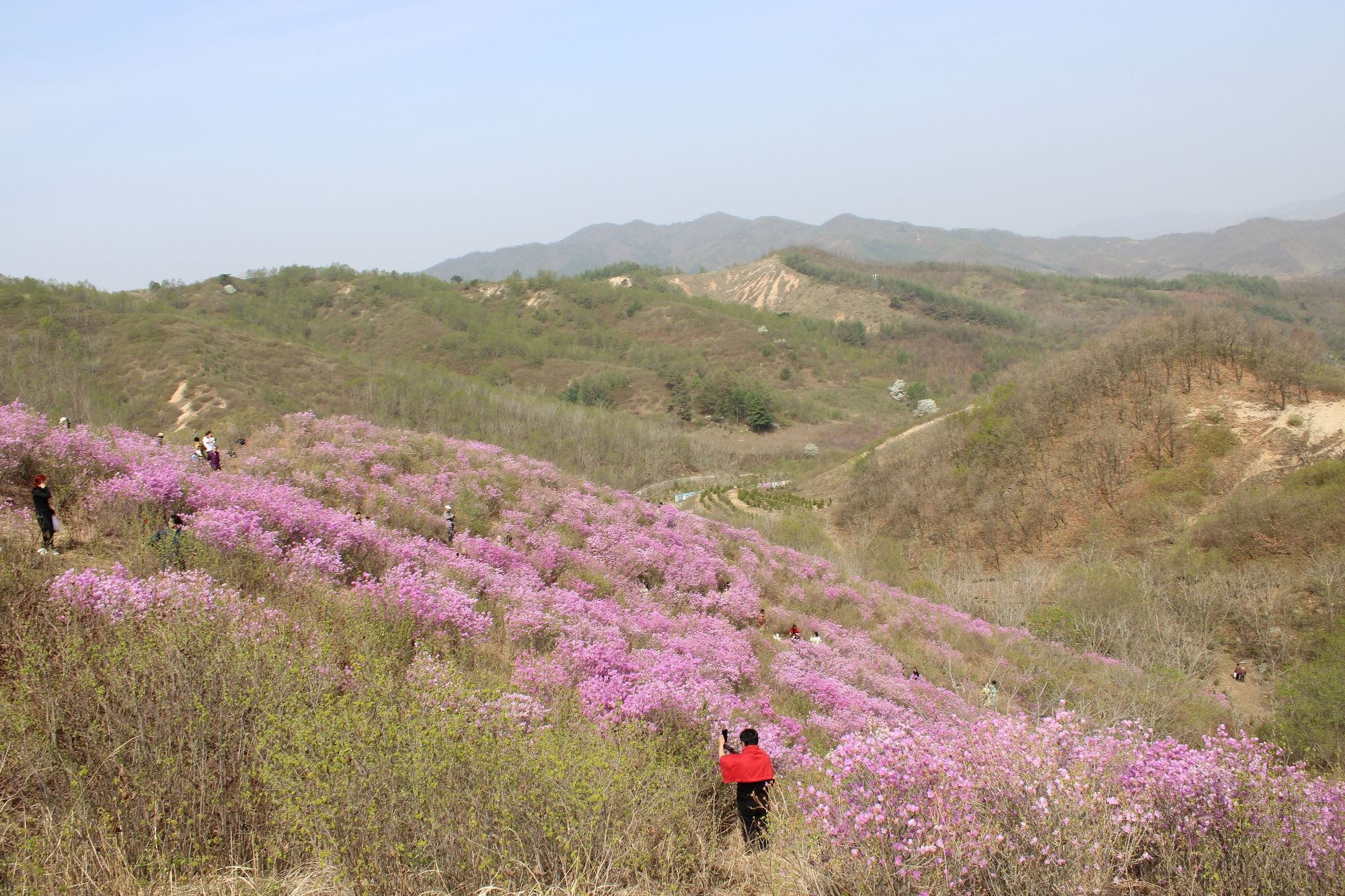 岫岩黄岭映山红景区旅行图片 3
