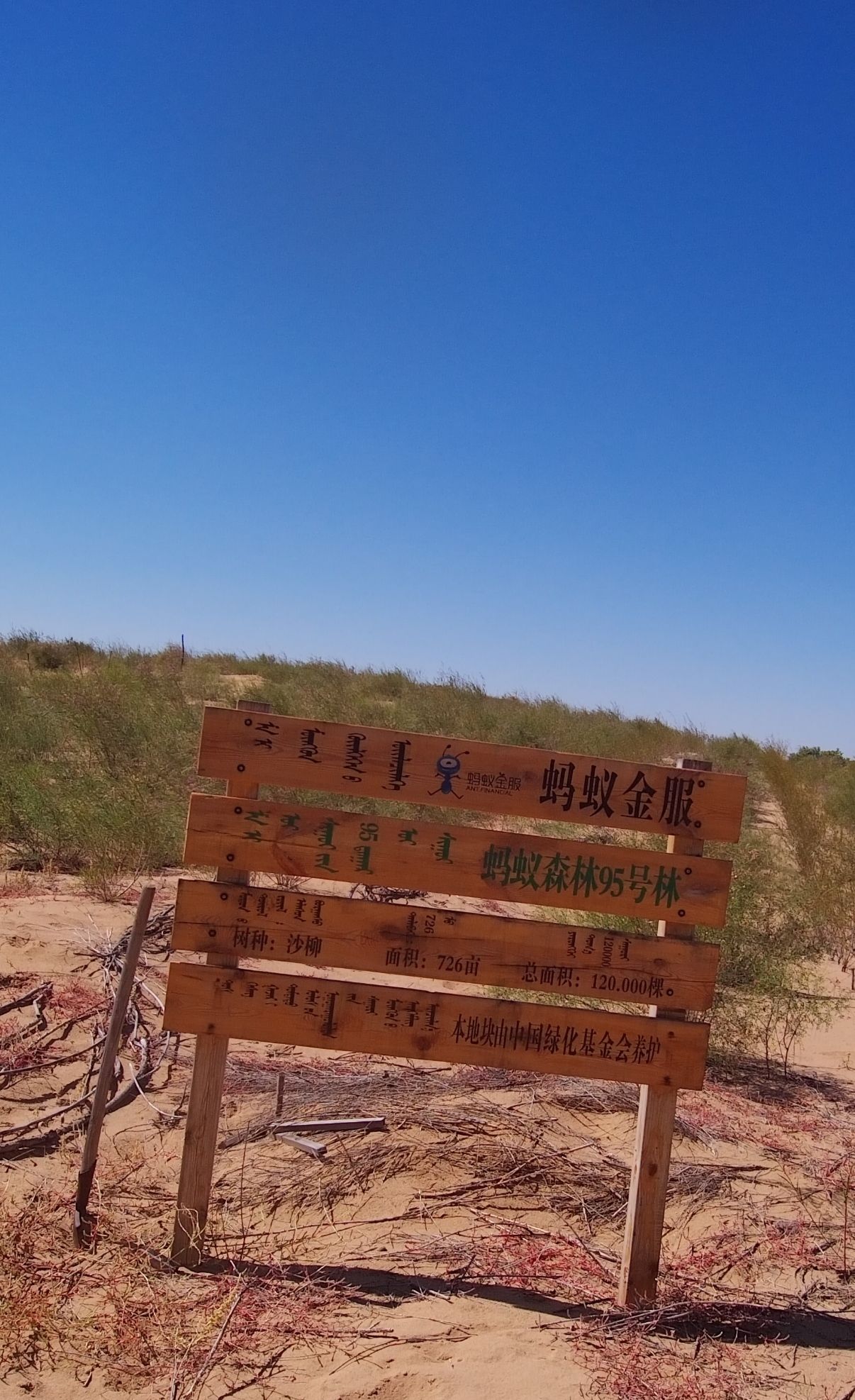 蚂蚁森林95号林·沙柳旅行图片 3