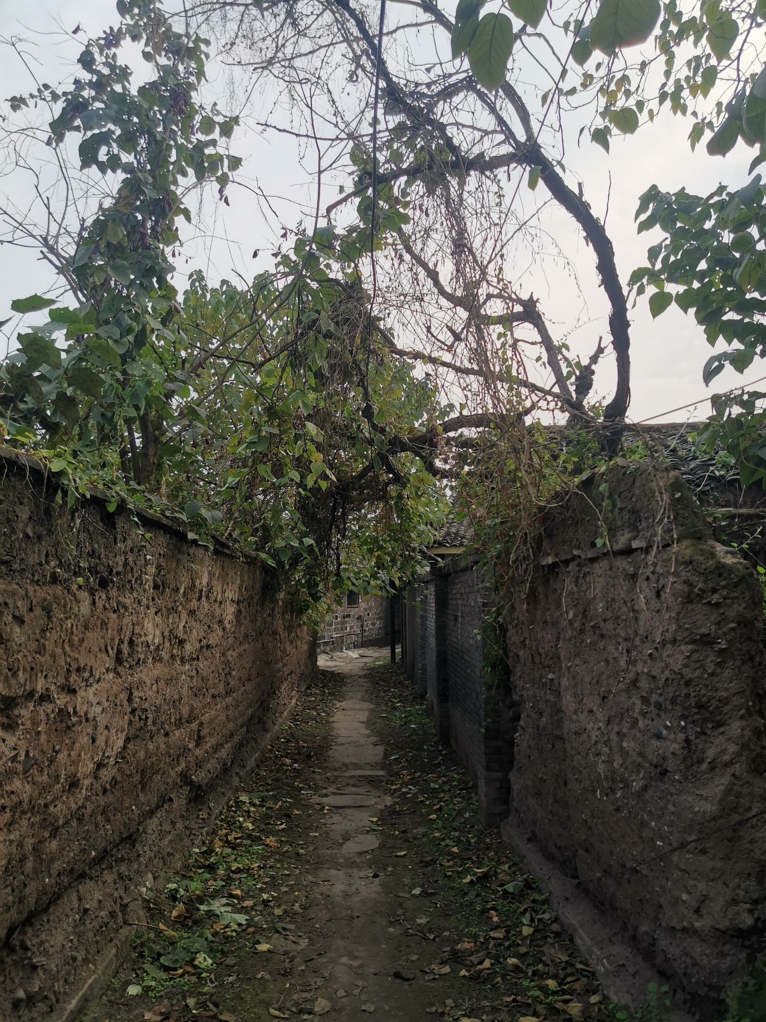 清溪古镇旅行图片 3